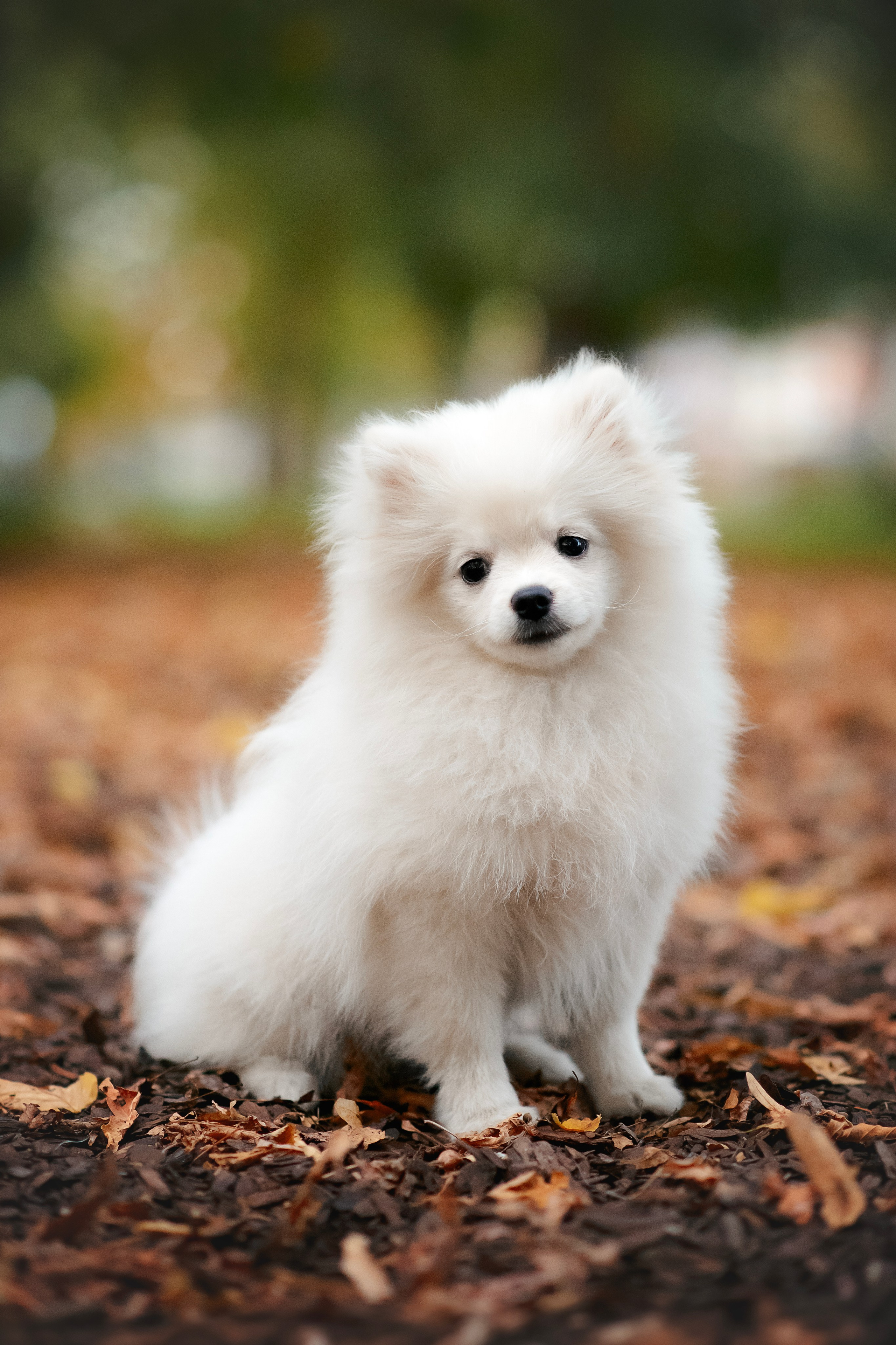 Малый немецкий шпиц — 18.09.2025. Фотограф — Анималист | Анна Абрамова