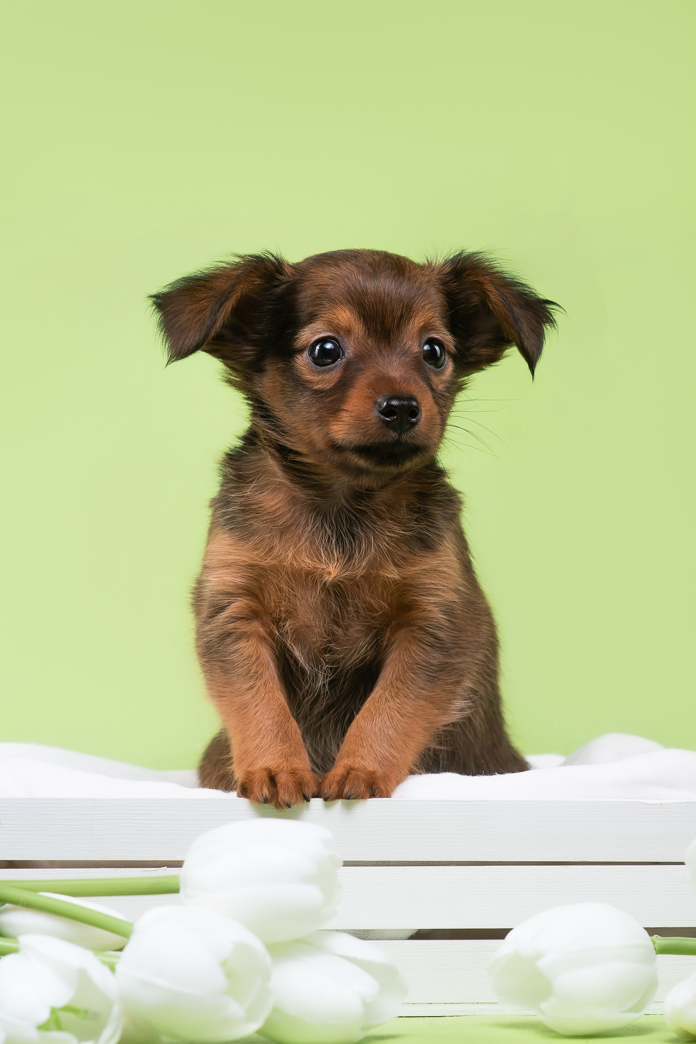 Пражские крысарики — 02.04.2025. Фотограф — Анималист | Анна Абрамова