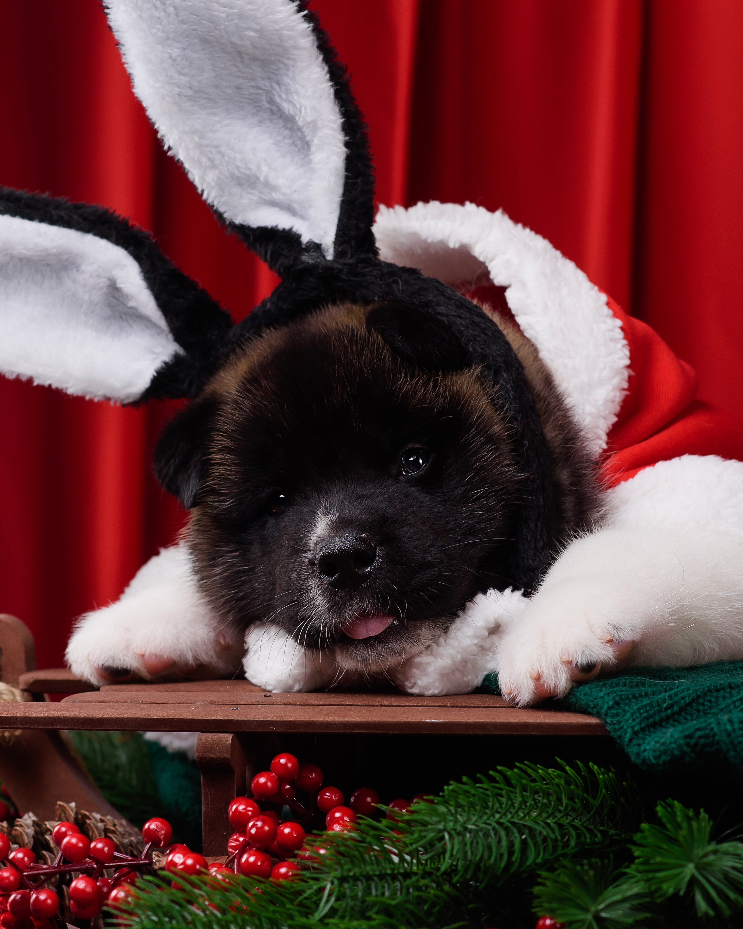 Щенки Американской Акиты. Фотограф — Анималист | Анна Абрамова