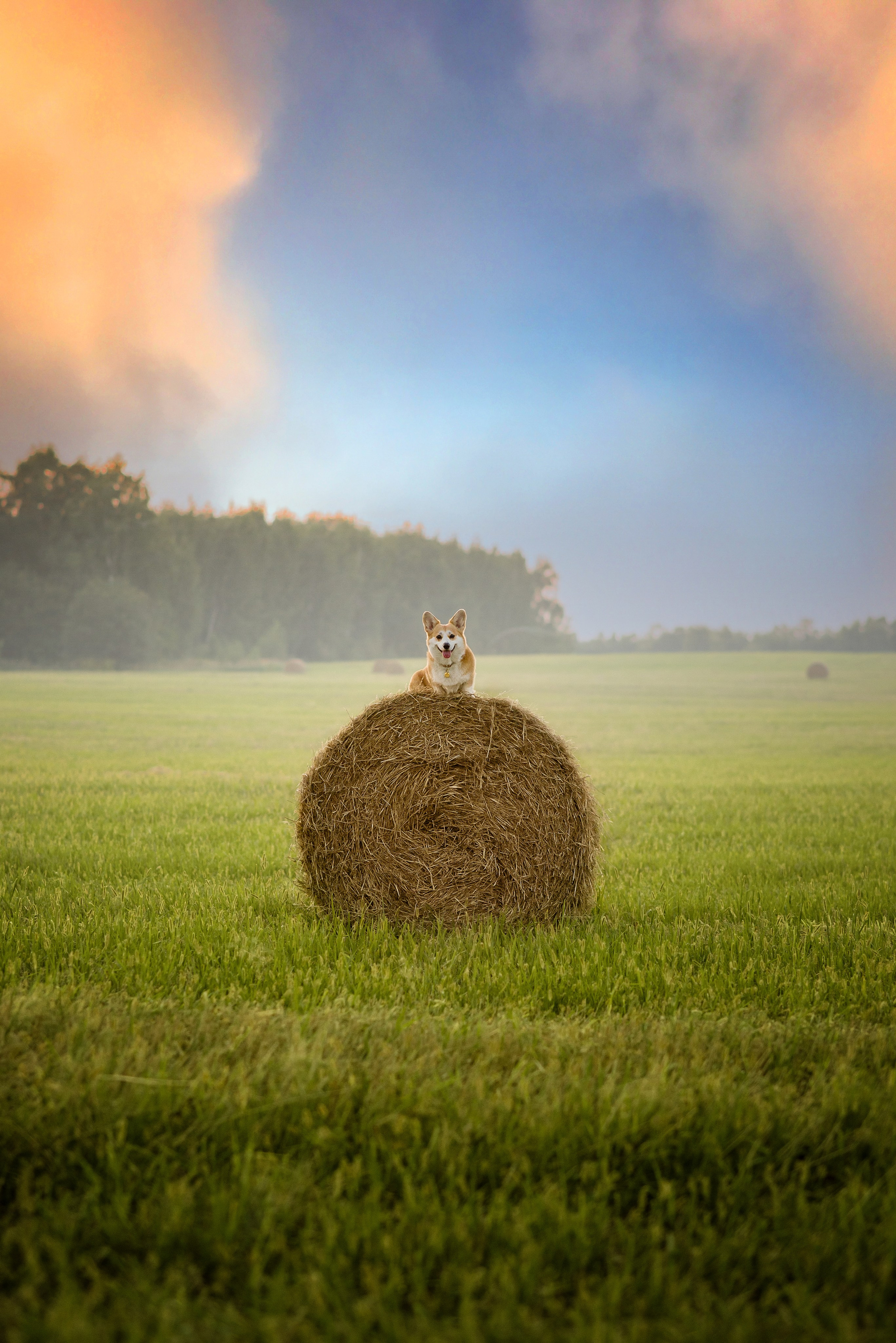 Лея и тюки — 10.08.2023. Фотограф — Анималист | Анна Абрамова