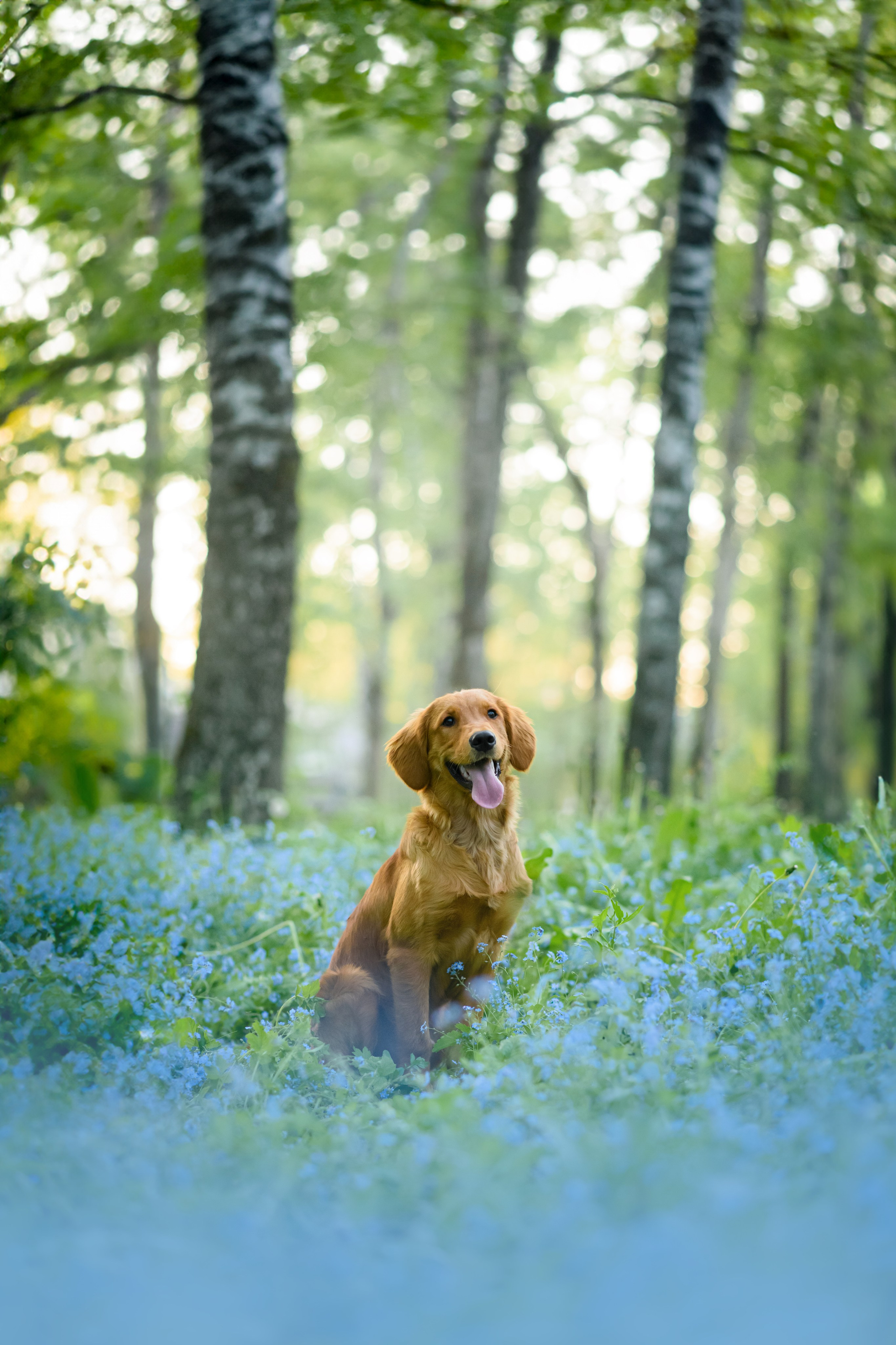 Степа, Йоки и Мята — 29.05.2024. Фотограф — Анималист | Анна Абрамова