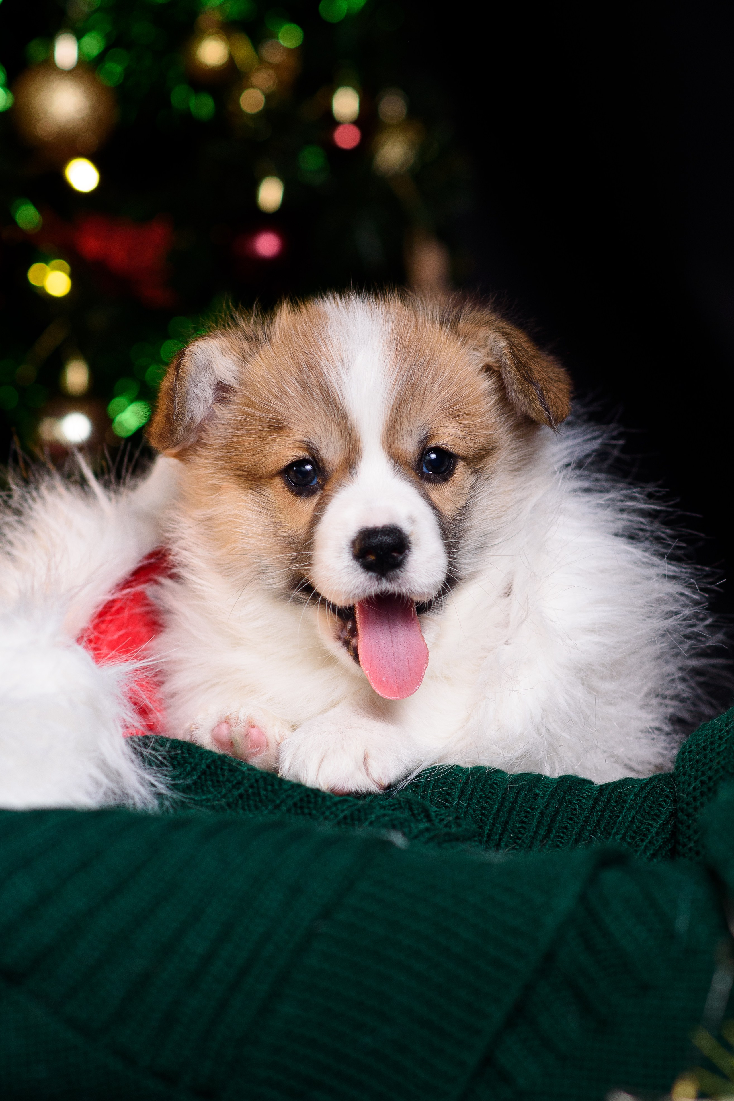 Щенки вельш корги пемброк. Фотограф — Анималист | Анна Абрамова