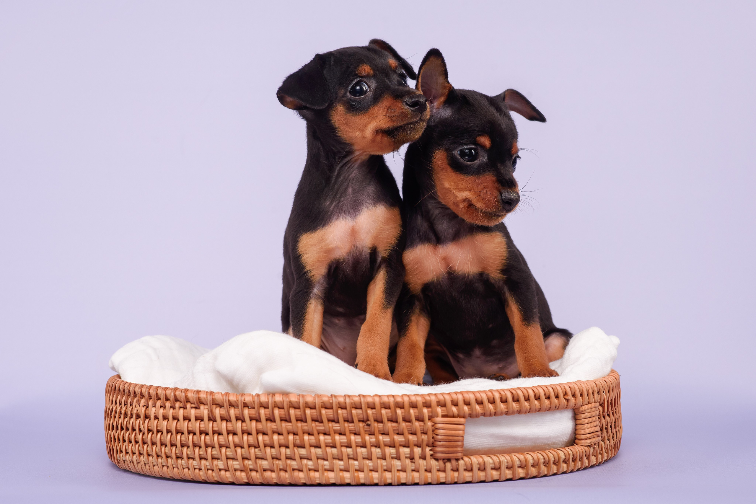 Малыши пражских крысариков — 30.07.2025. Фотограф — Анималист | Анна Абрамова