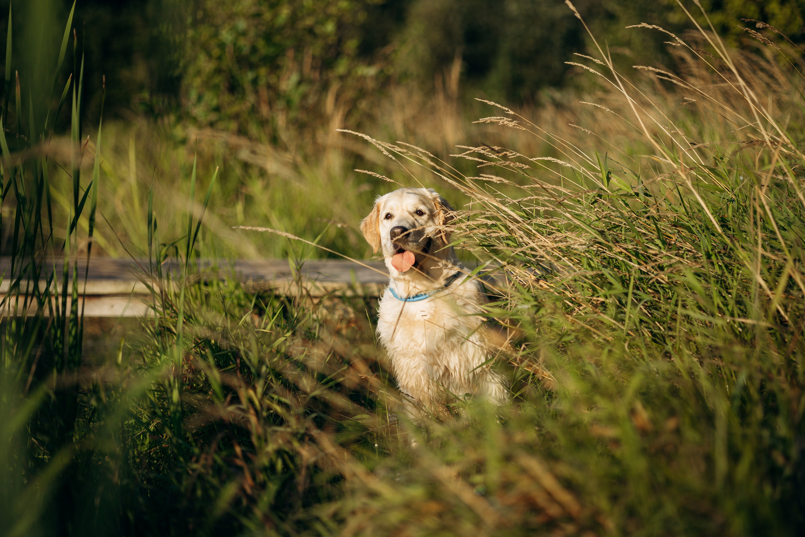 Ирина и ее золотинки. Фотограф — Анималист | Санкт-Петербург