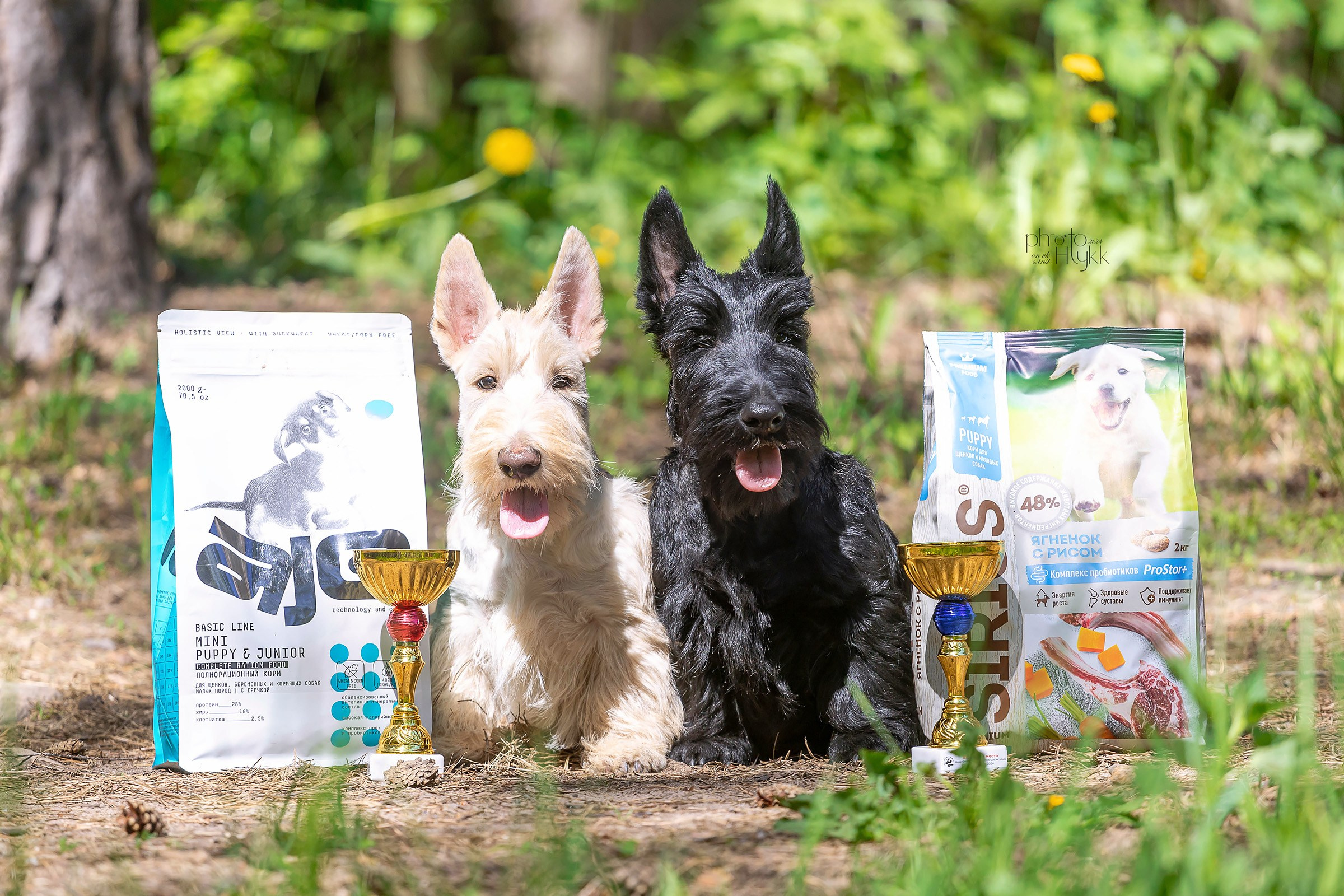 2 июня 2024, Выставка РКФ, г. Пермь. Htykk_photo