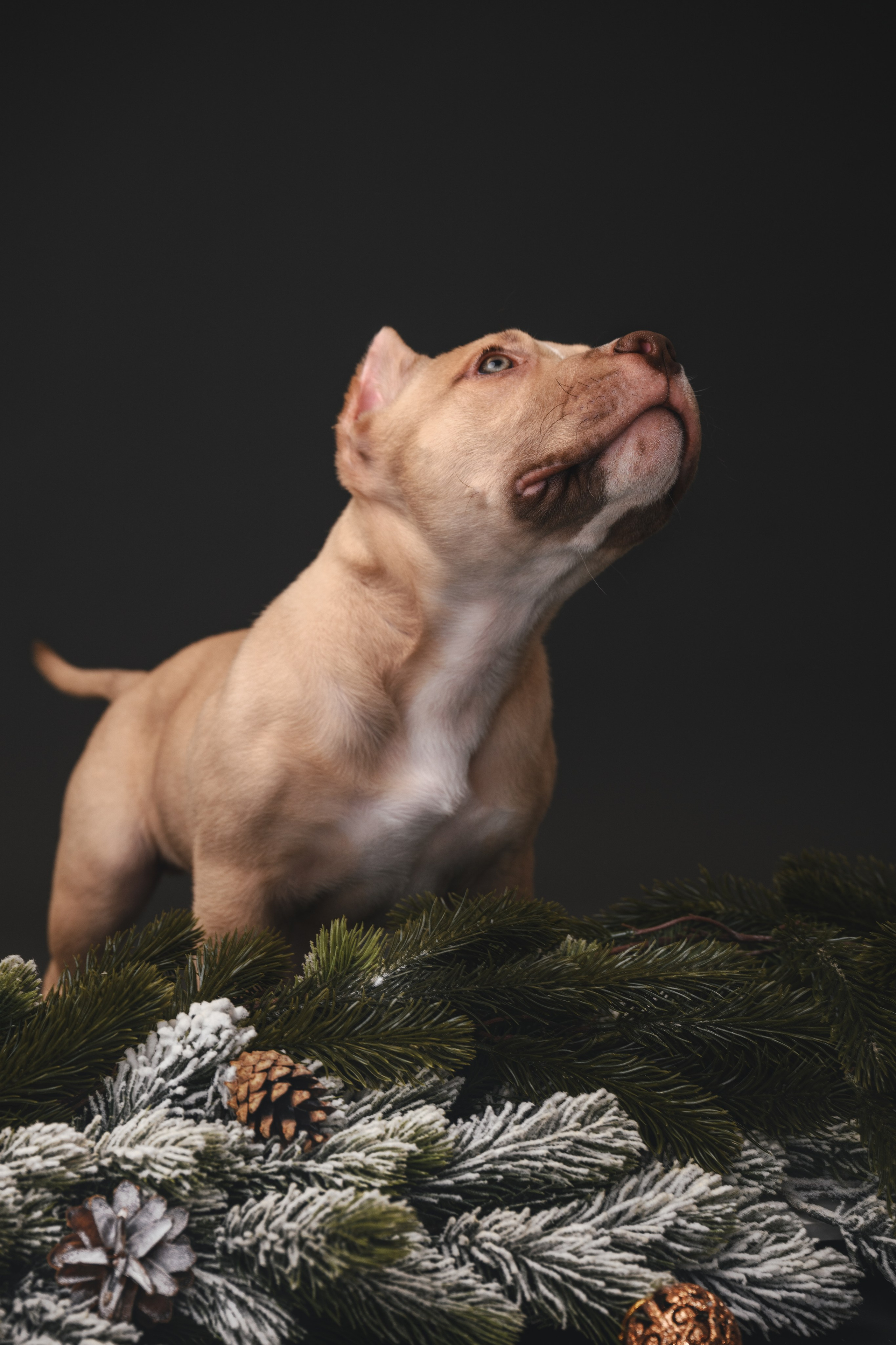 Булли. Фотограф Анималист в Москве Анастасия Жучкова