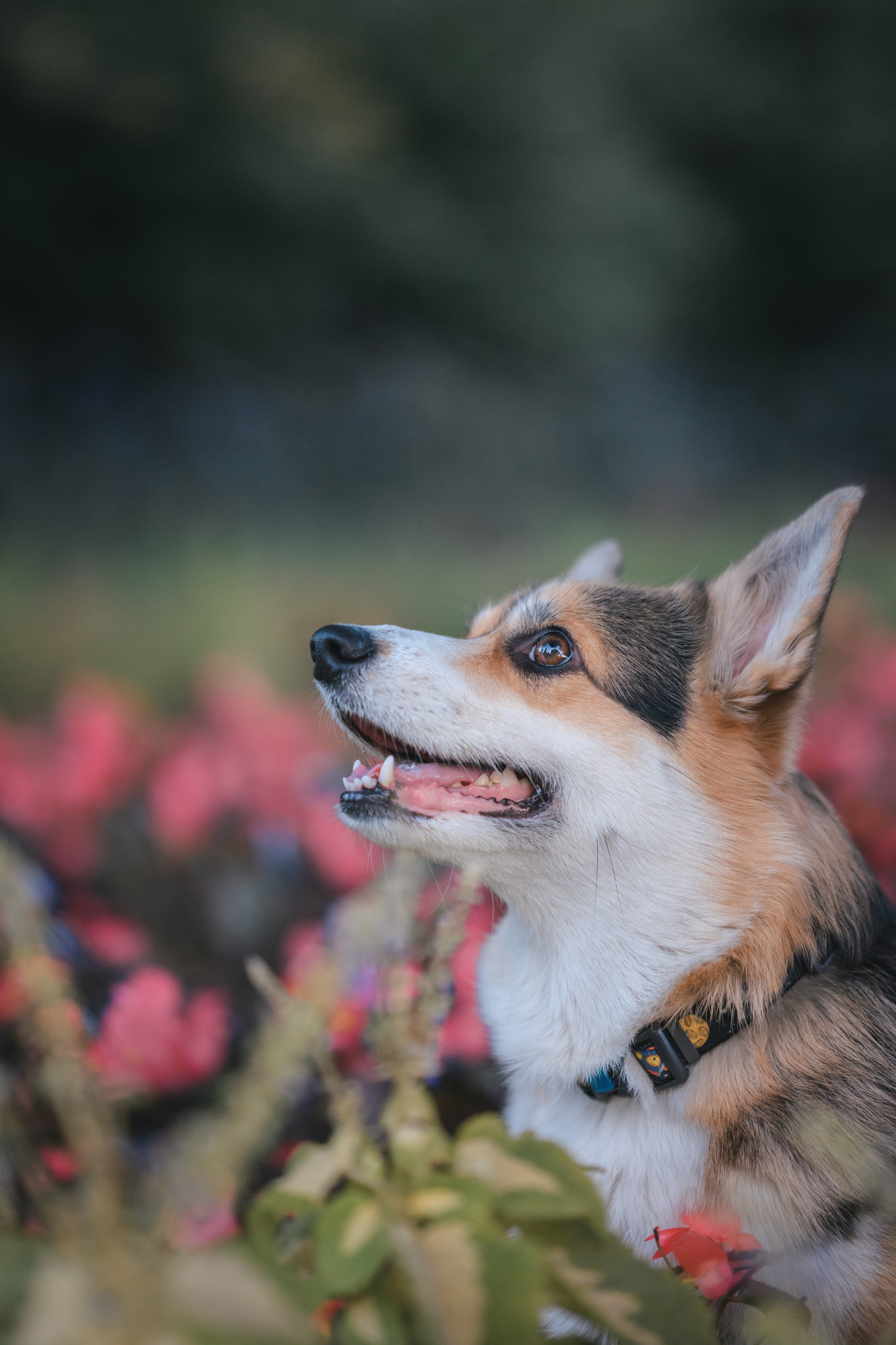 Ева, Леша и Лаванда. Фотограф Анималист в Москве Анастасия Жучкова