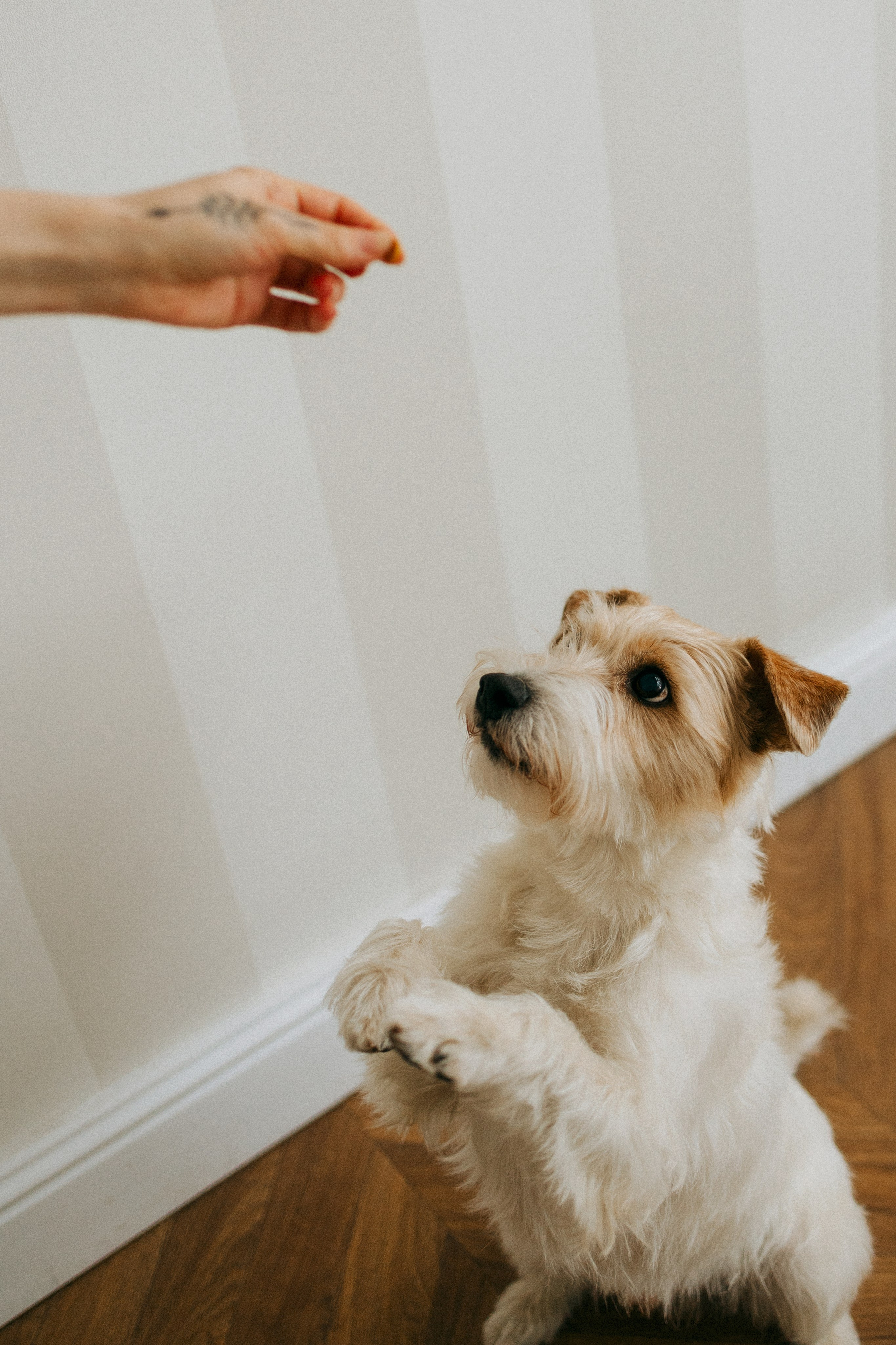 Цунами, Теон и Женя. Фотограф анималист Анастасия Пикей
