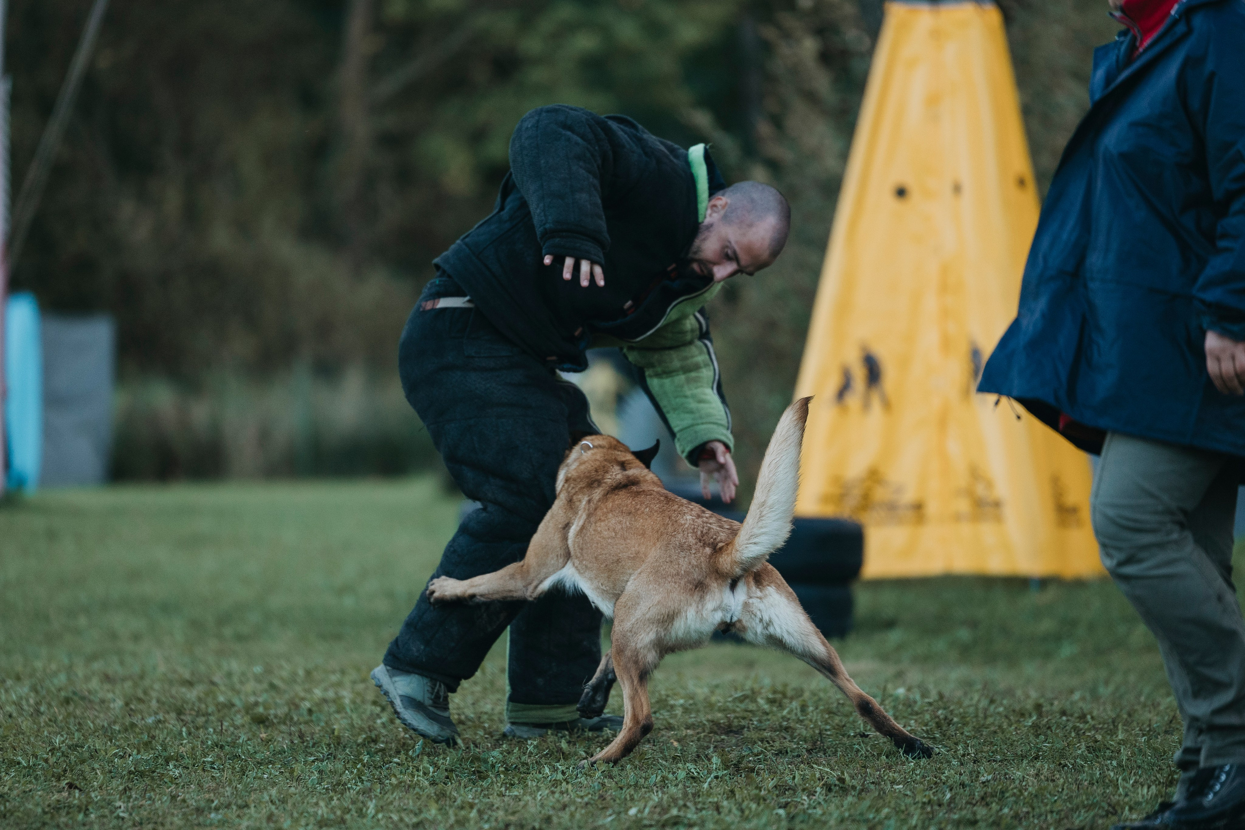 Испытания по мондьорингу г. Пушкин 29.09.2024. Фотограф-анималист Анна Маринич
