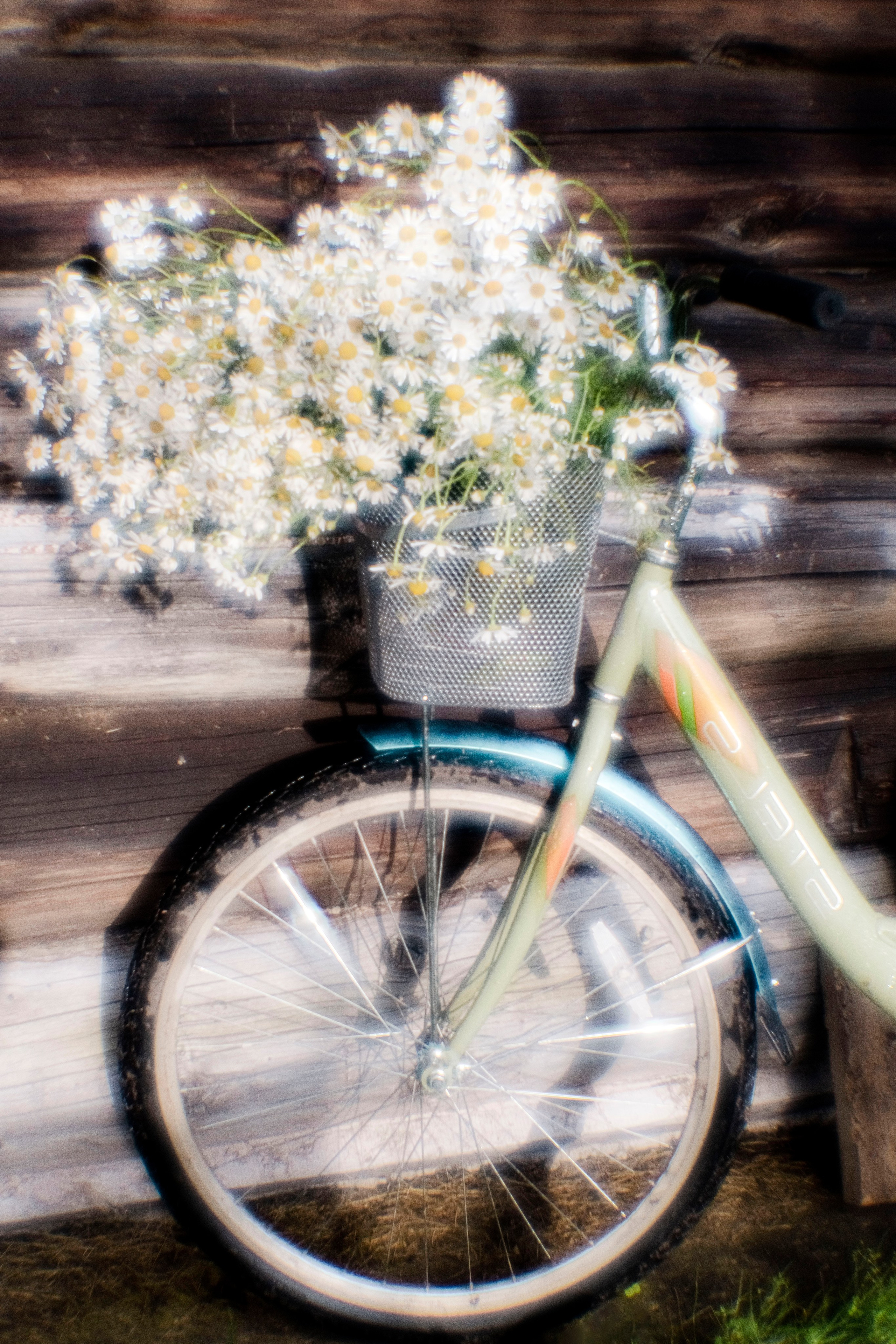Color photographs. Artisistic photographs of Lena Sokolova