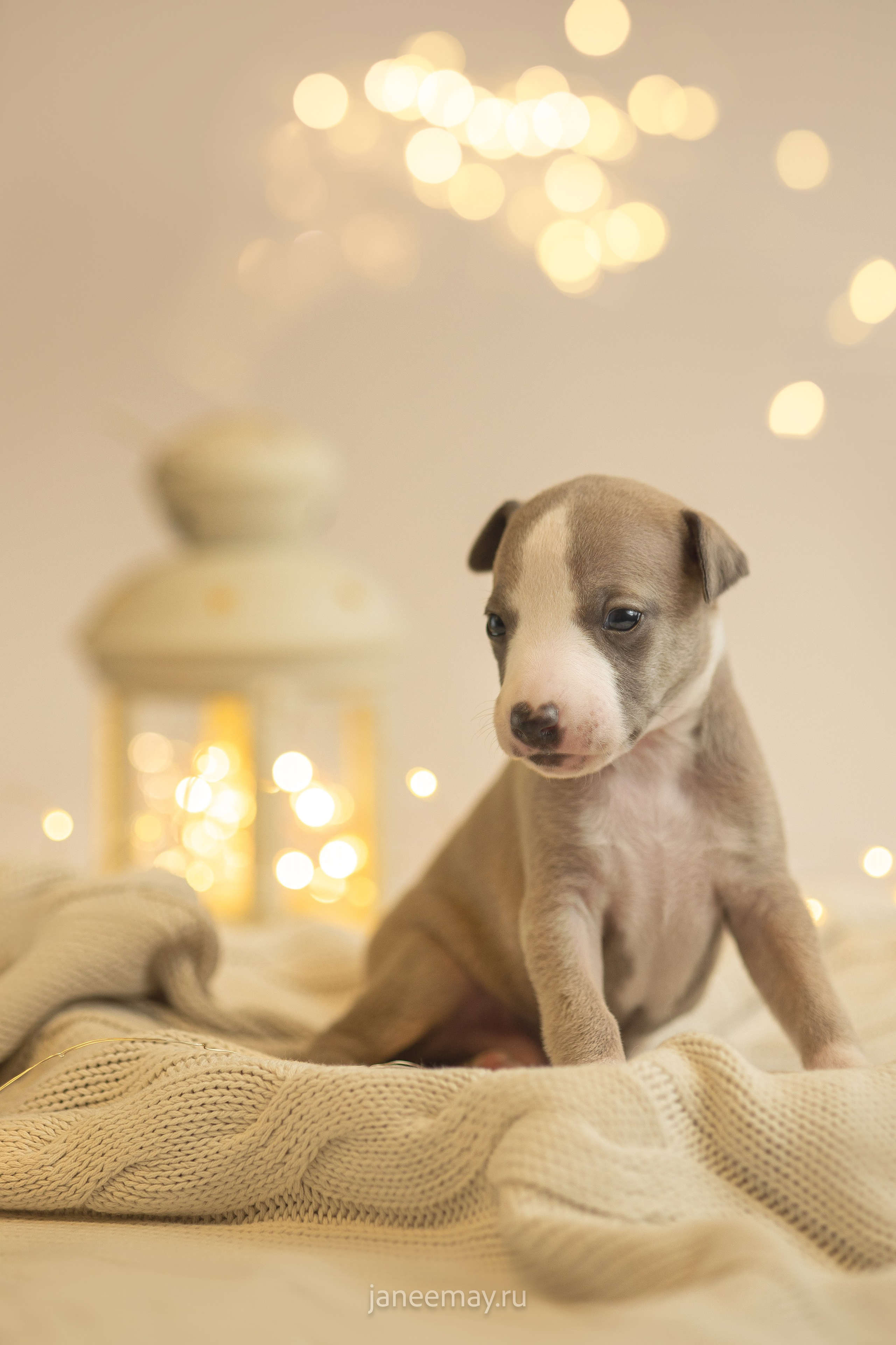 Малыши уиппеты Великбековых. Фотограф анималист в Москве Майорова Евгения