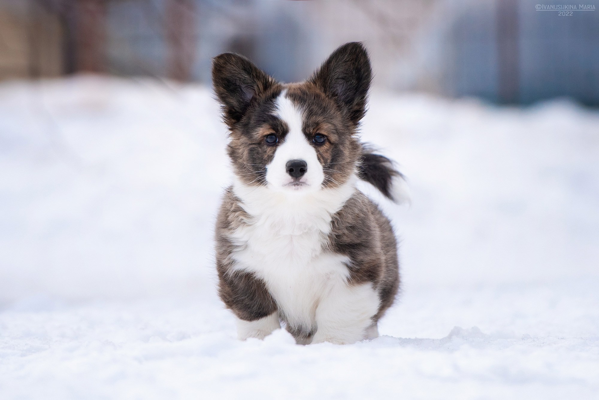 Фотосессия щенков на продажу. Фотограф собак в Москве и Московской области Иванушкина Мария