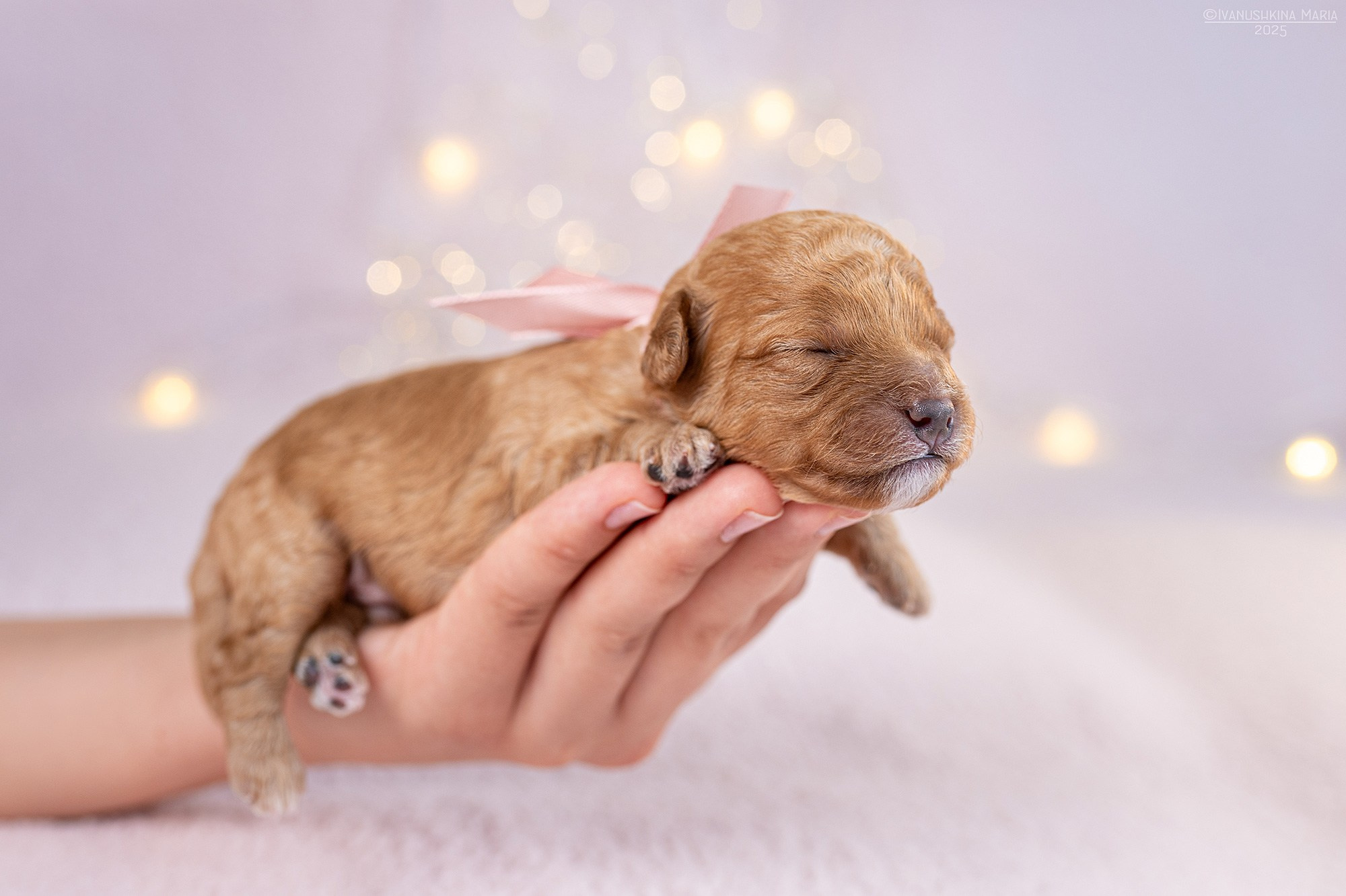 Ньюборн фотосессия щенков. Фотограф собак в Москве и Московской области Иванушкина Мария