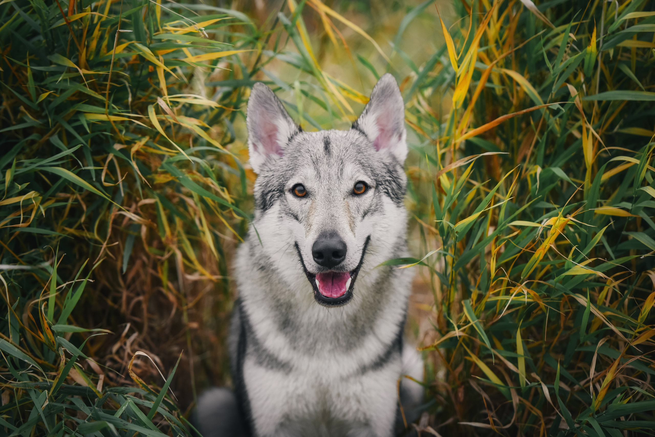 чехословацкий влчак