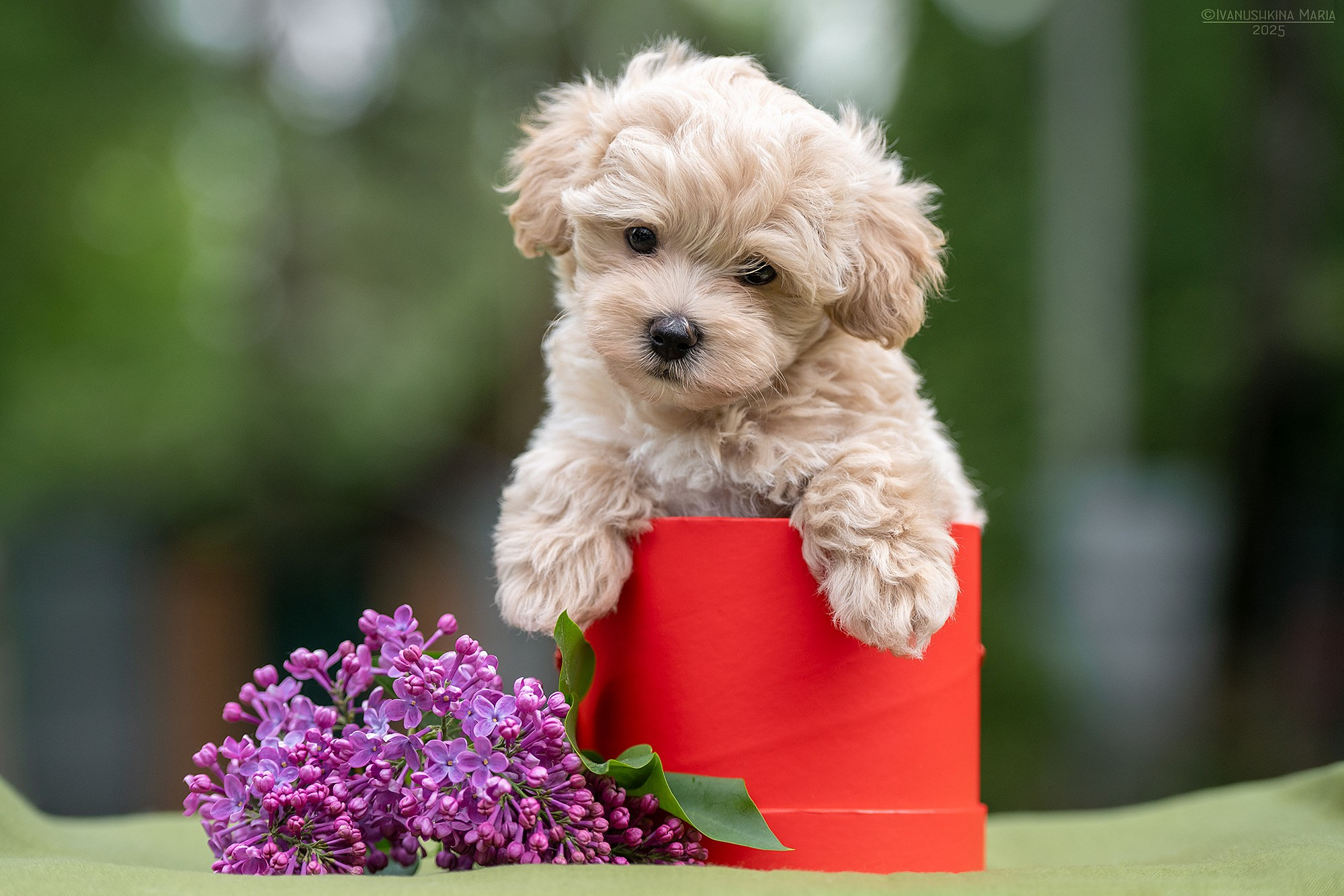 Фотосессия щенков на продажу. Фотограф собак в Москве и Московской области Иванушкина Мария