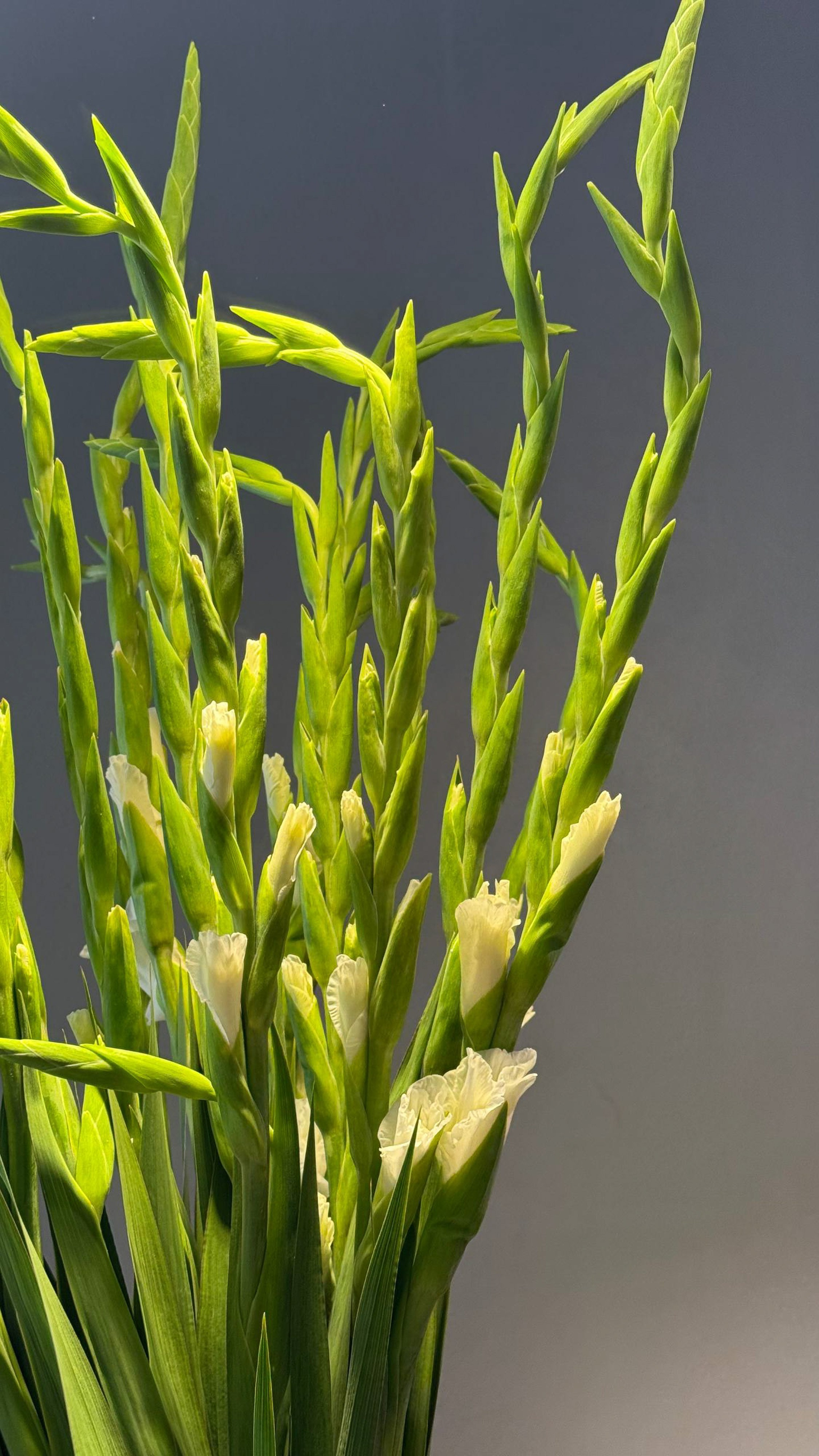 Контент для Цветочной лавки. Фотограф в Екатеринбурге Яна Круташова