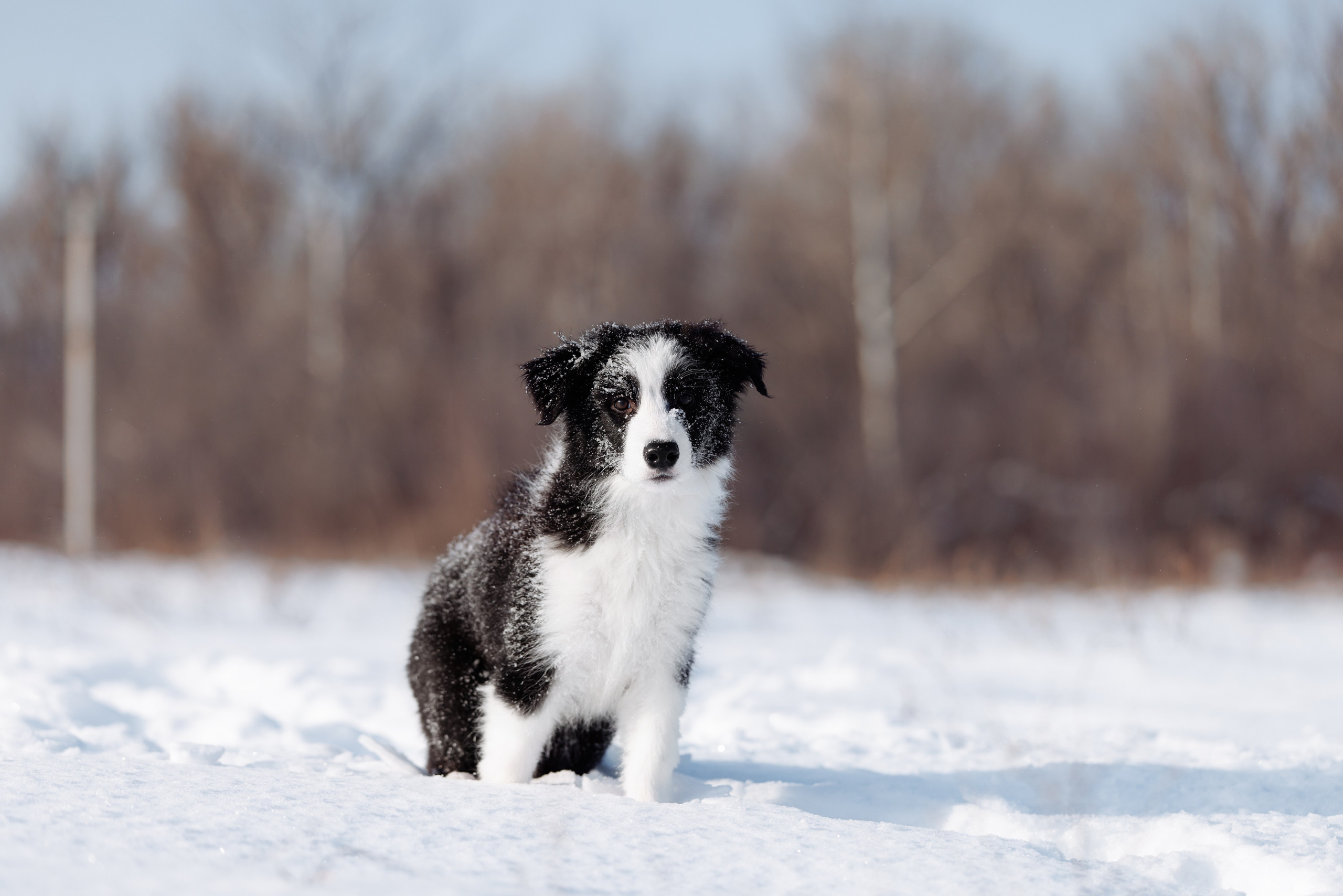 Яркий январь. О нас