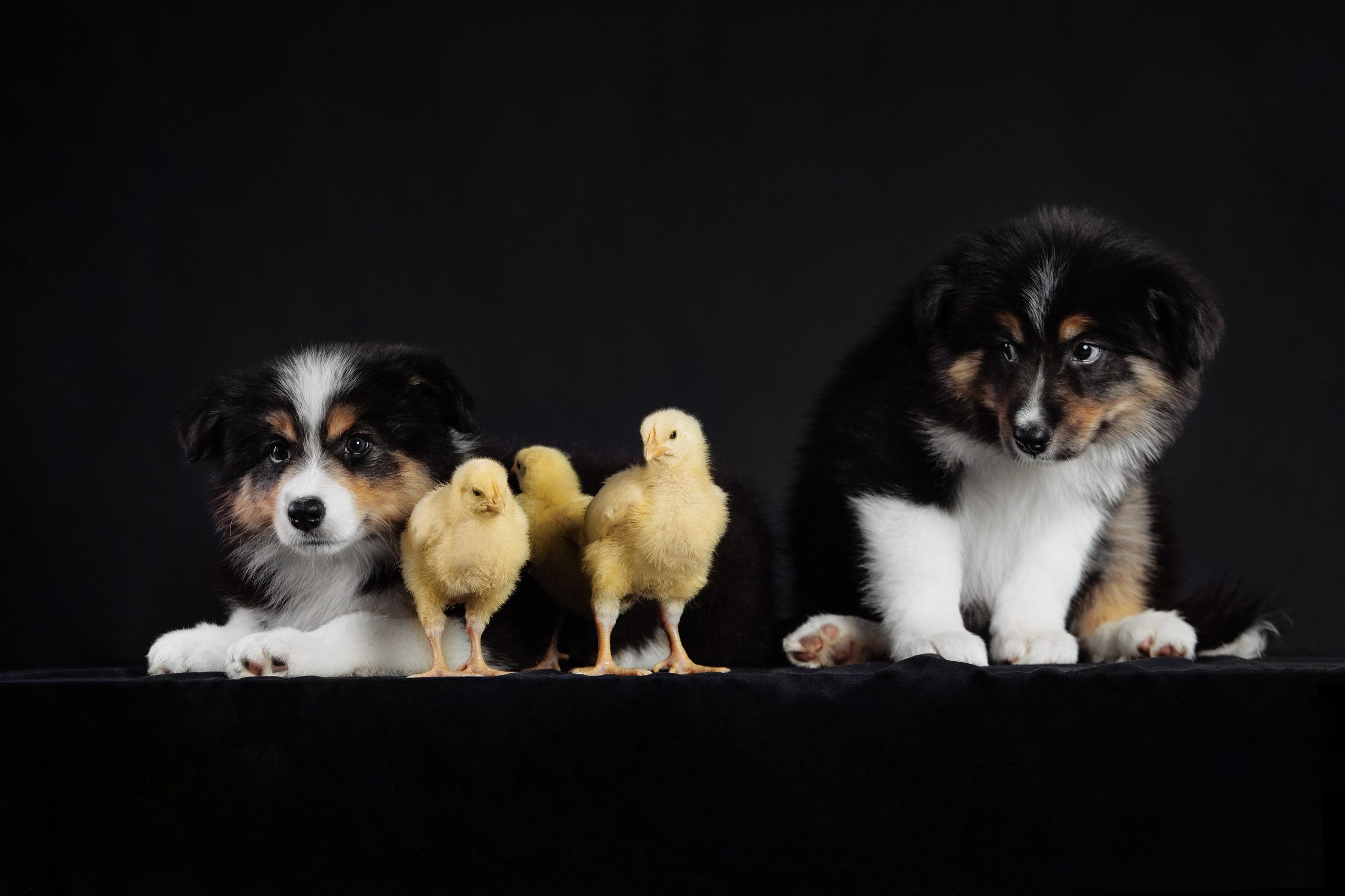 С цыпами. О нас