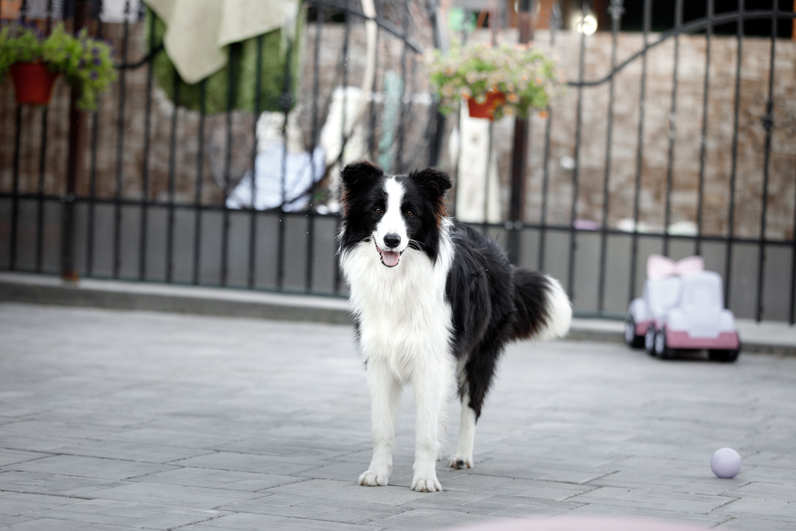 Болтовня в саду. О нас