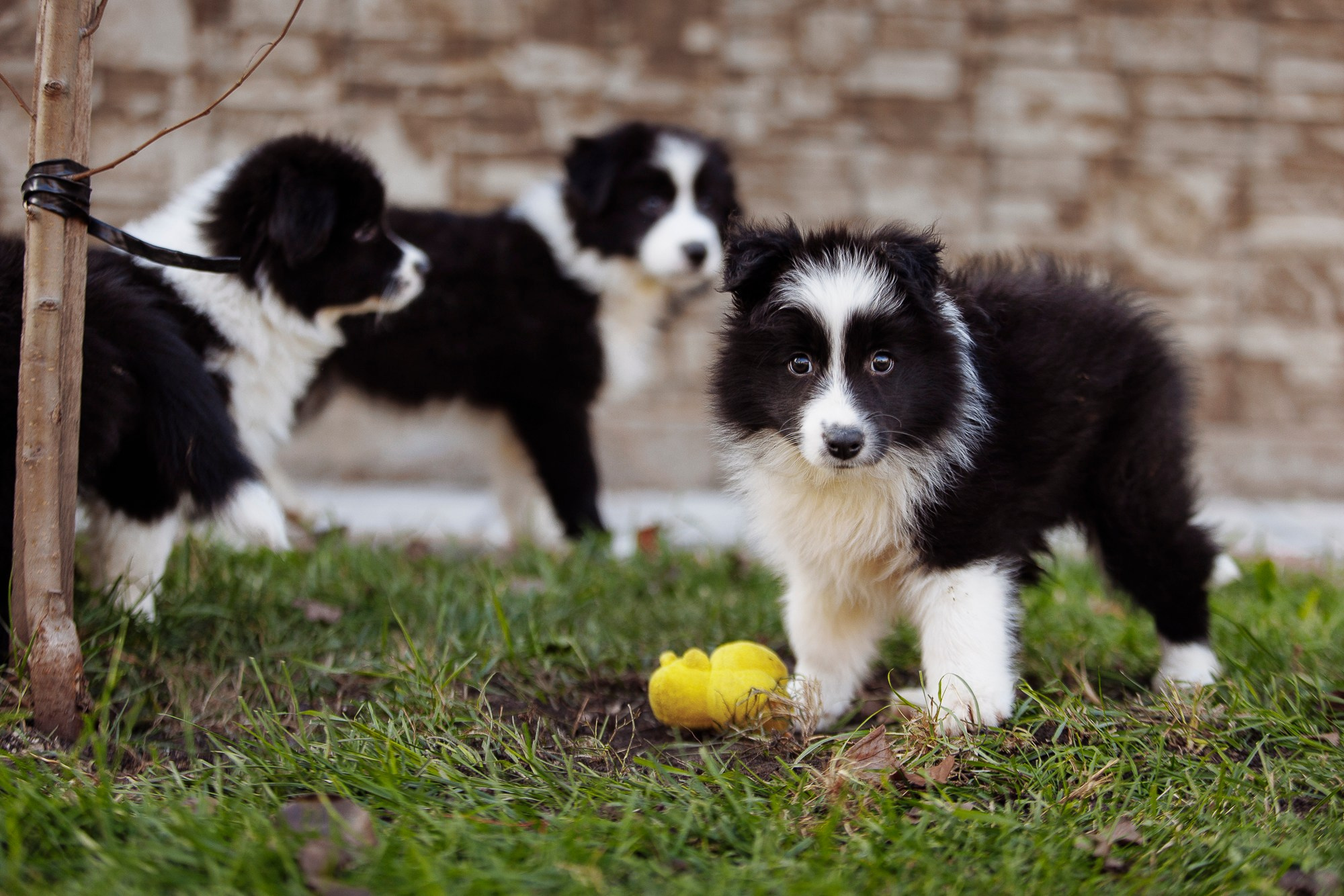 У дома с большой компанией от мала до велика. О нас