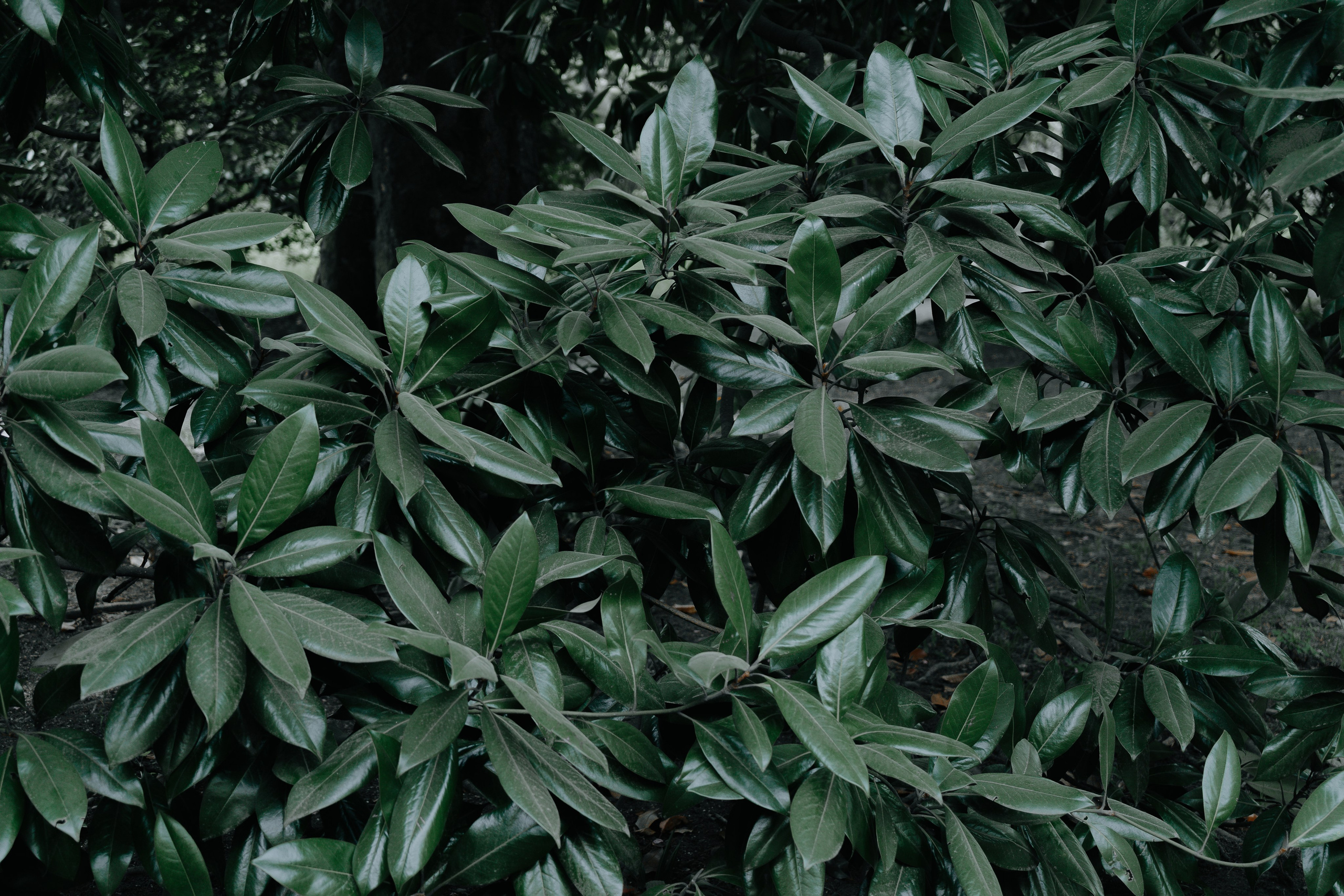 Сочи и Абхазия. Денис Марков — фотограф в Екатеринбурге
