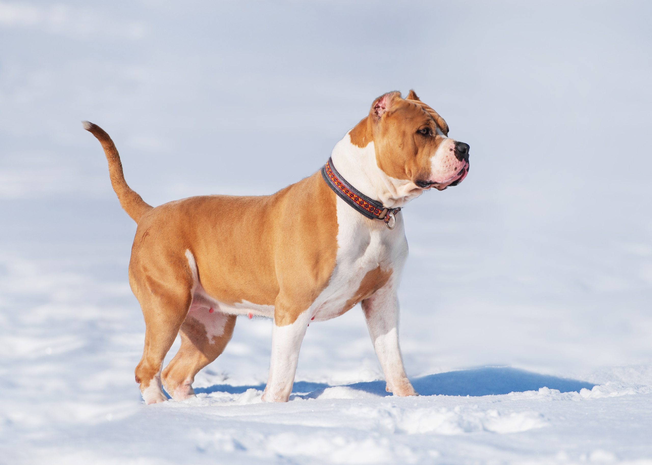 Булли. Дог-фотограф в Тюмени Александра Королева