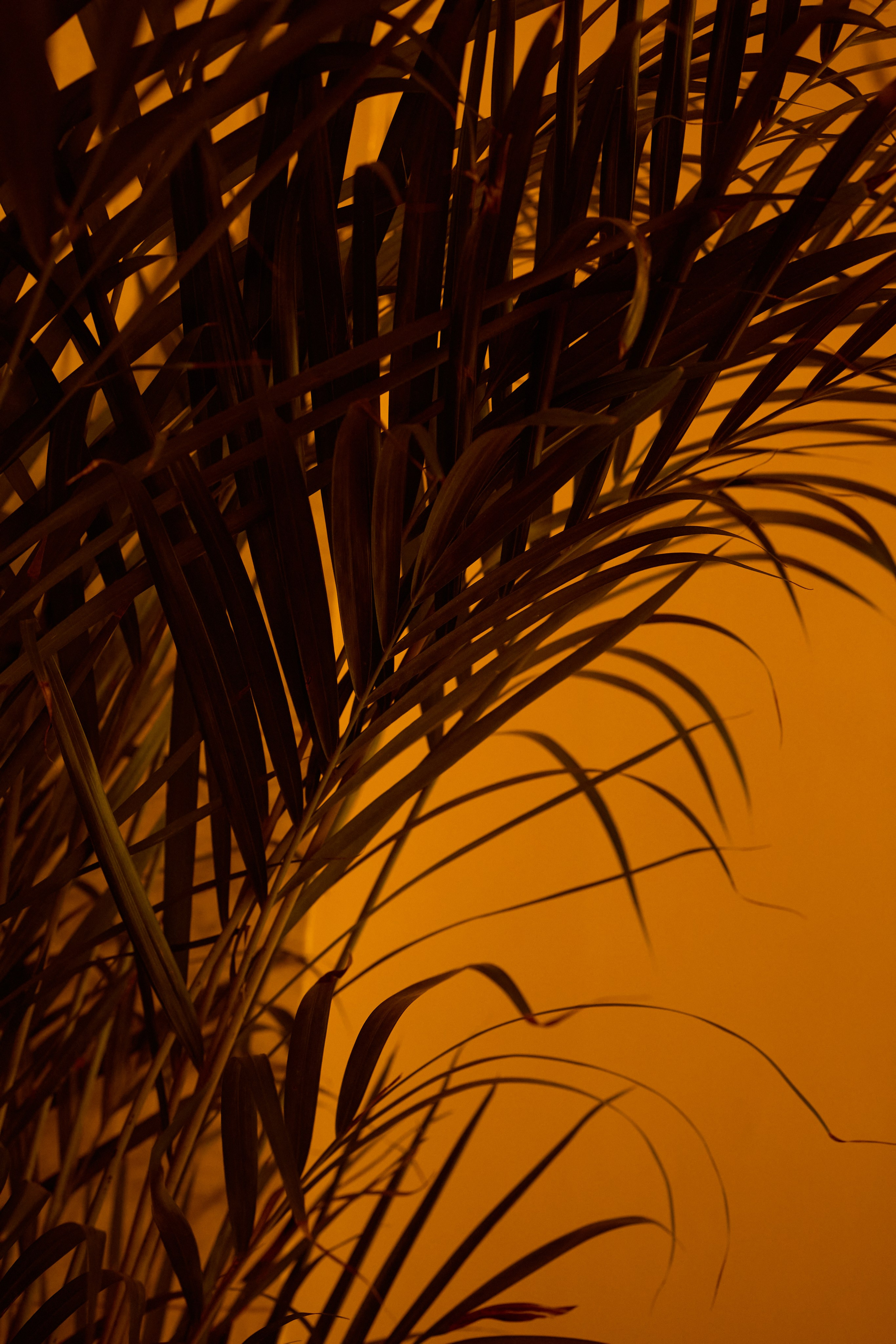 Esthetic. Фотограф Москва / TASIA_ZHUKOVA Photographer Moscow