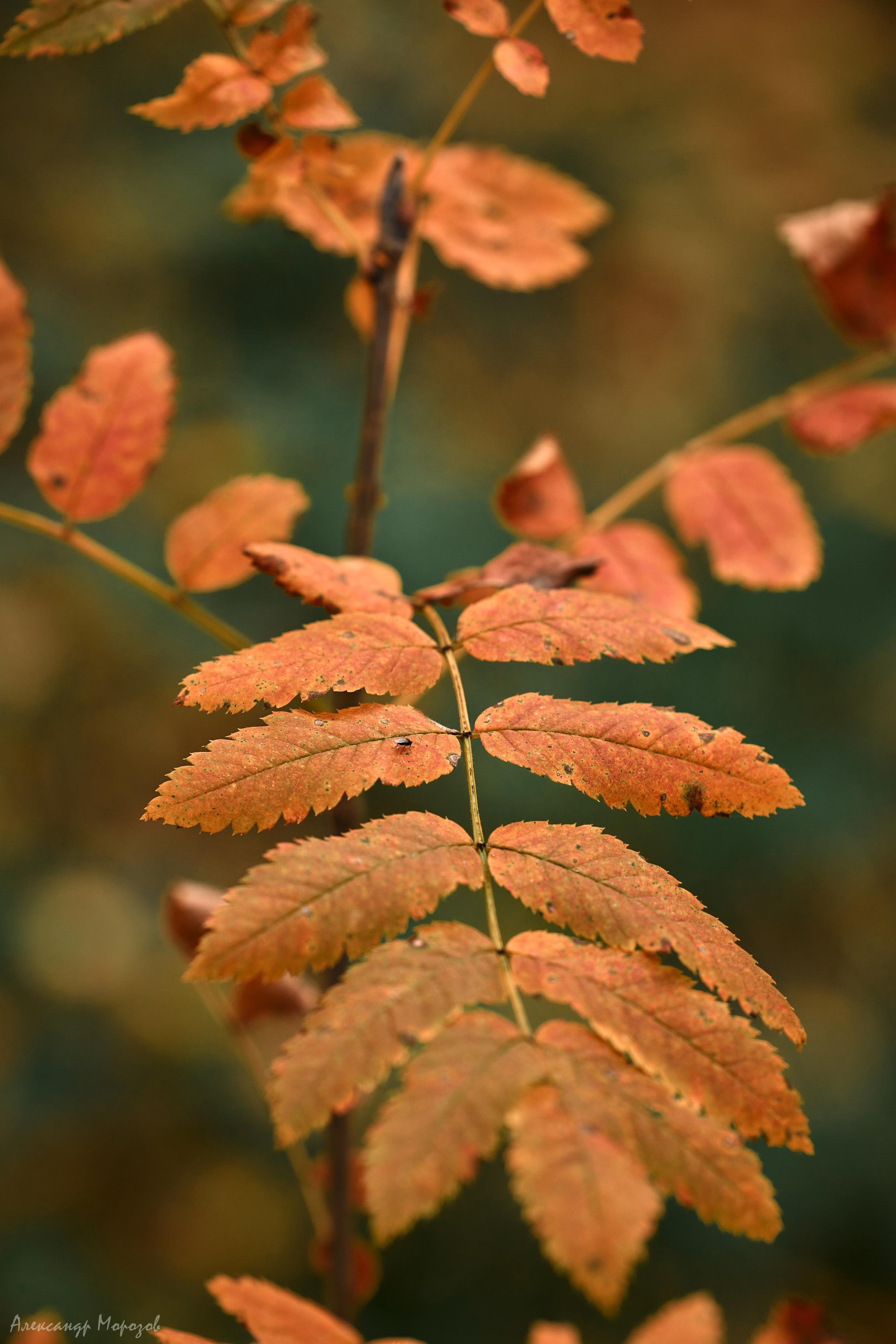 Осень в деталях. Фотограф в Екатеринбурге Александр Морозов
