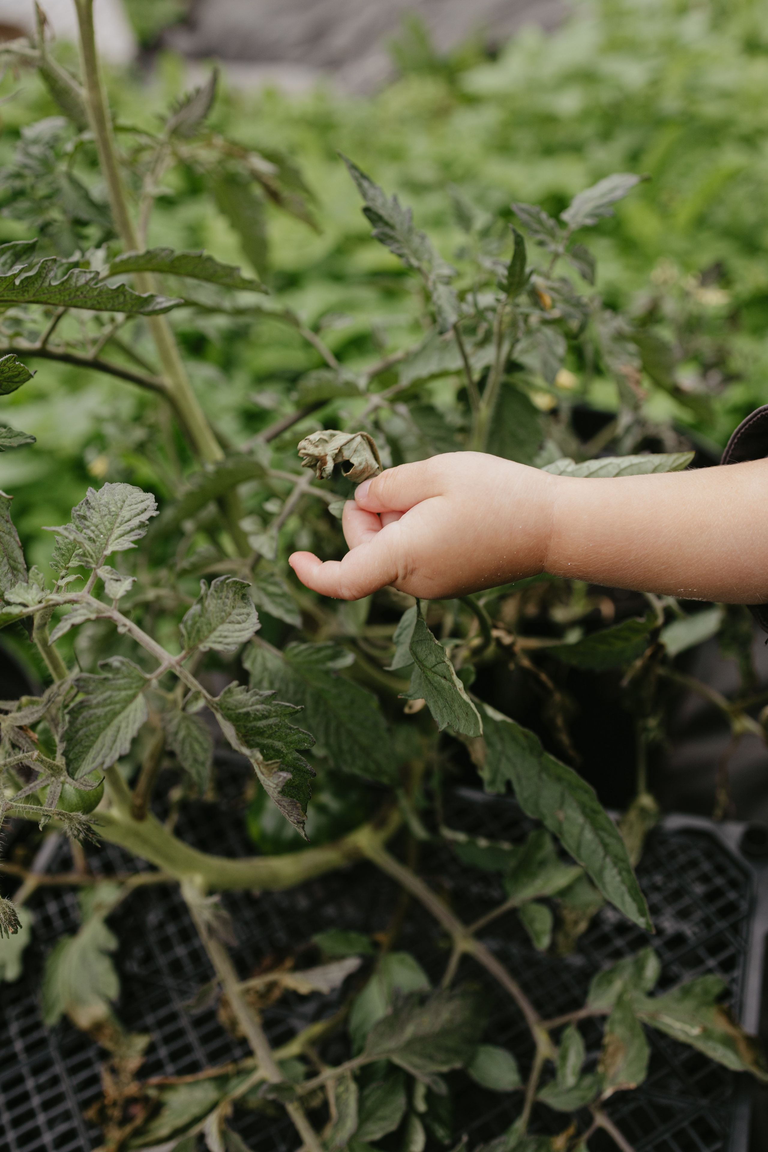 Дача. Про любовь