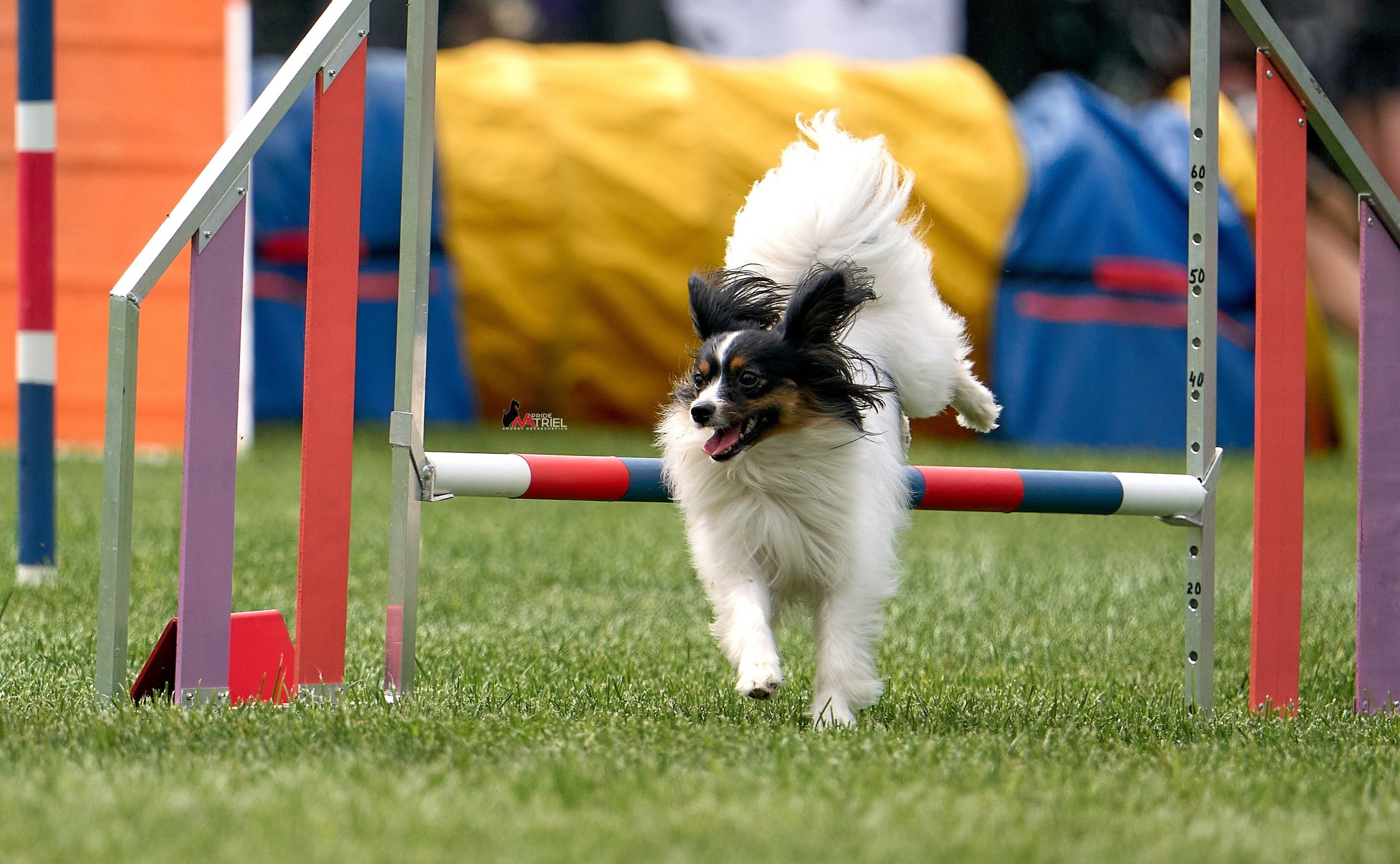 Аджилити — галерея NATRIEL