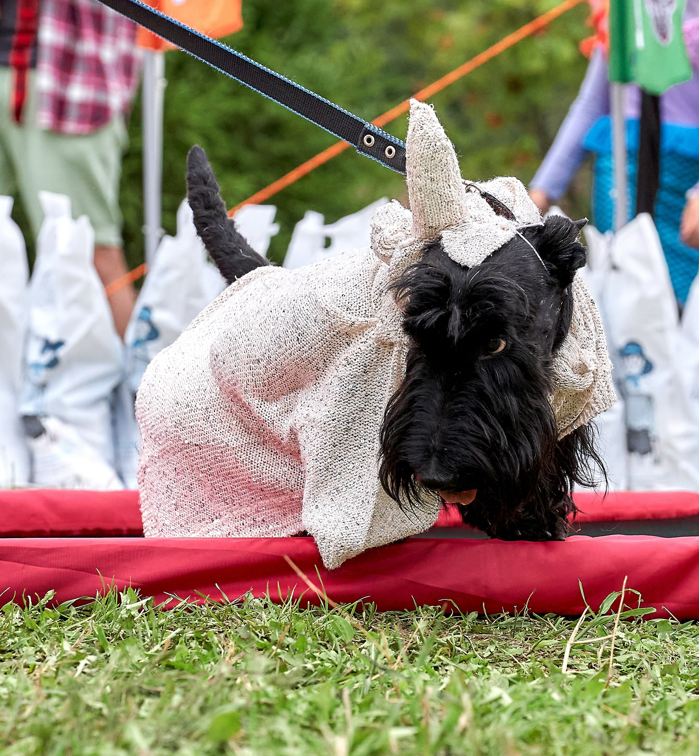 Мероприятия с собаками — галерея NATRIEL