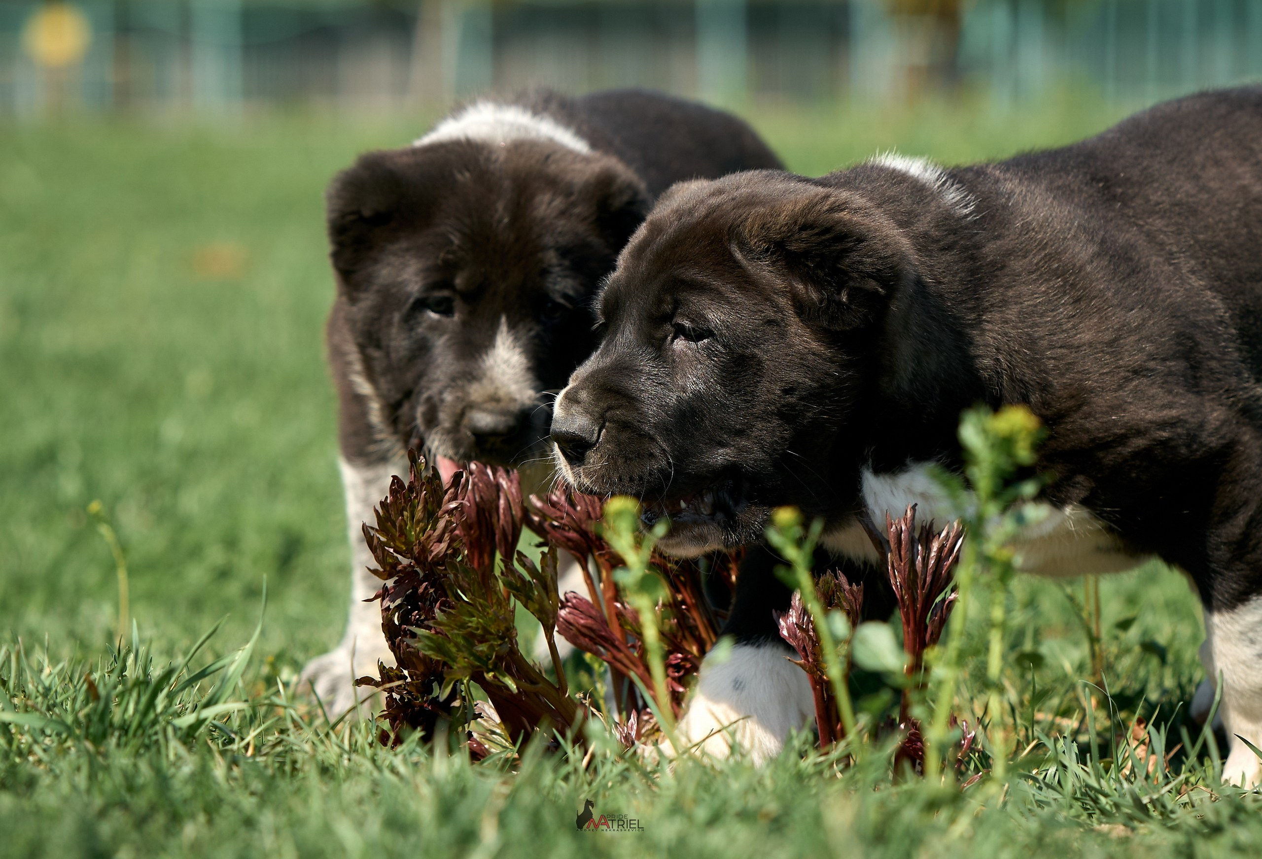 Среднеазиаты — щенки и взрослые