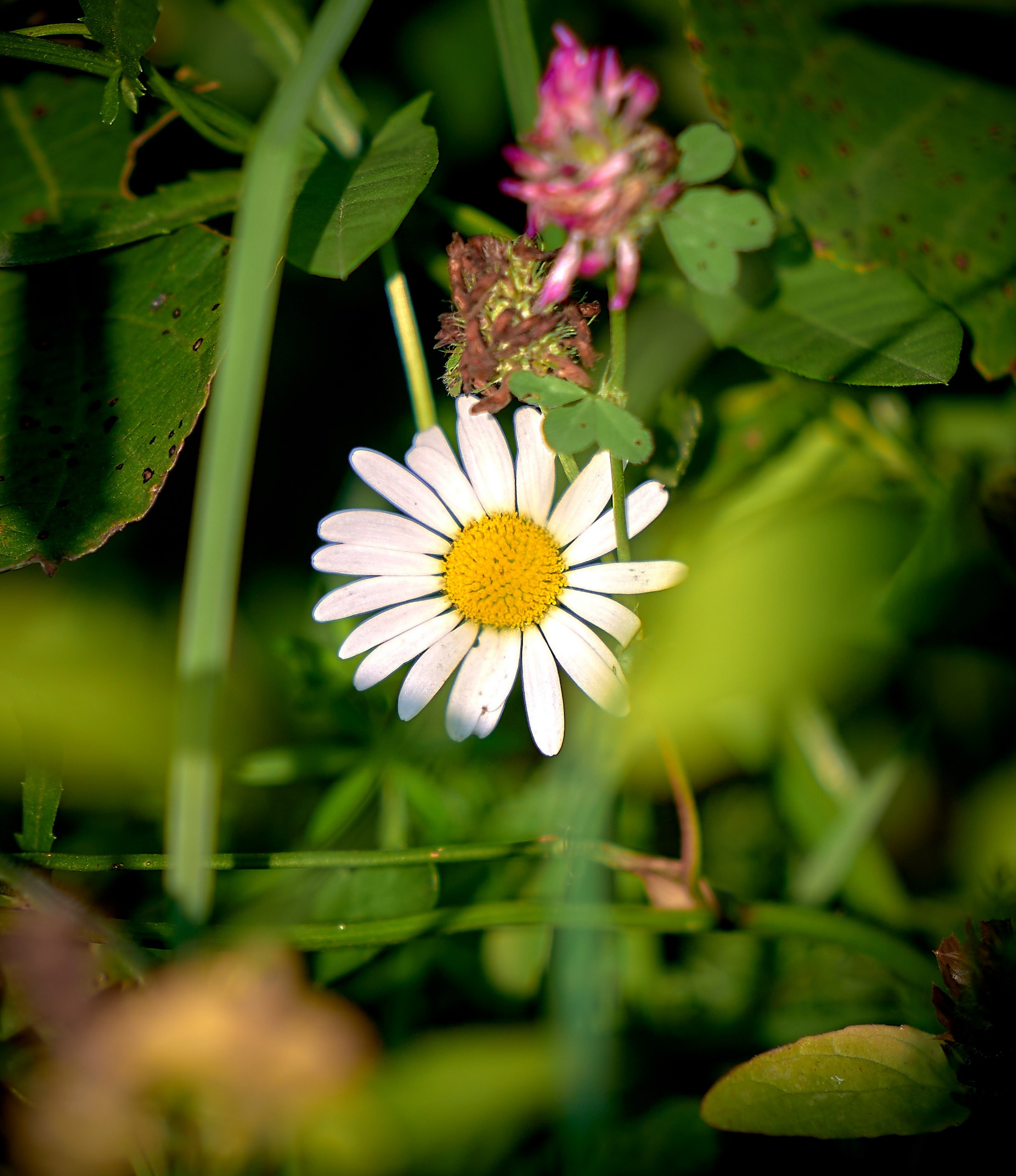 Лютики-цветочки — галерея NATRIEL