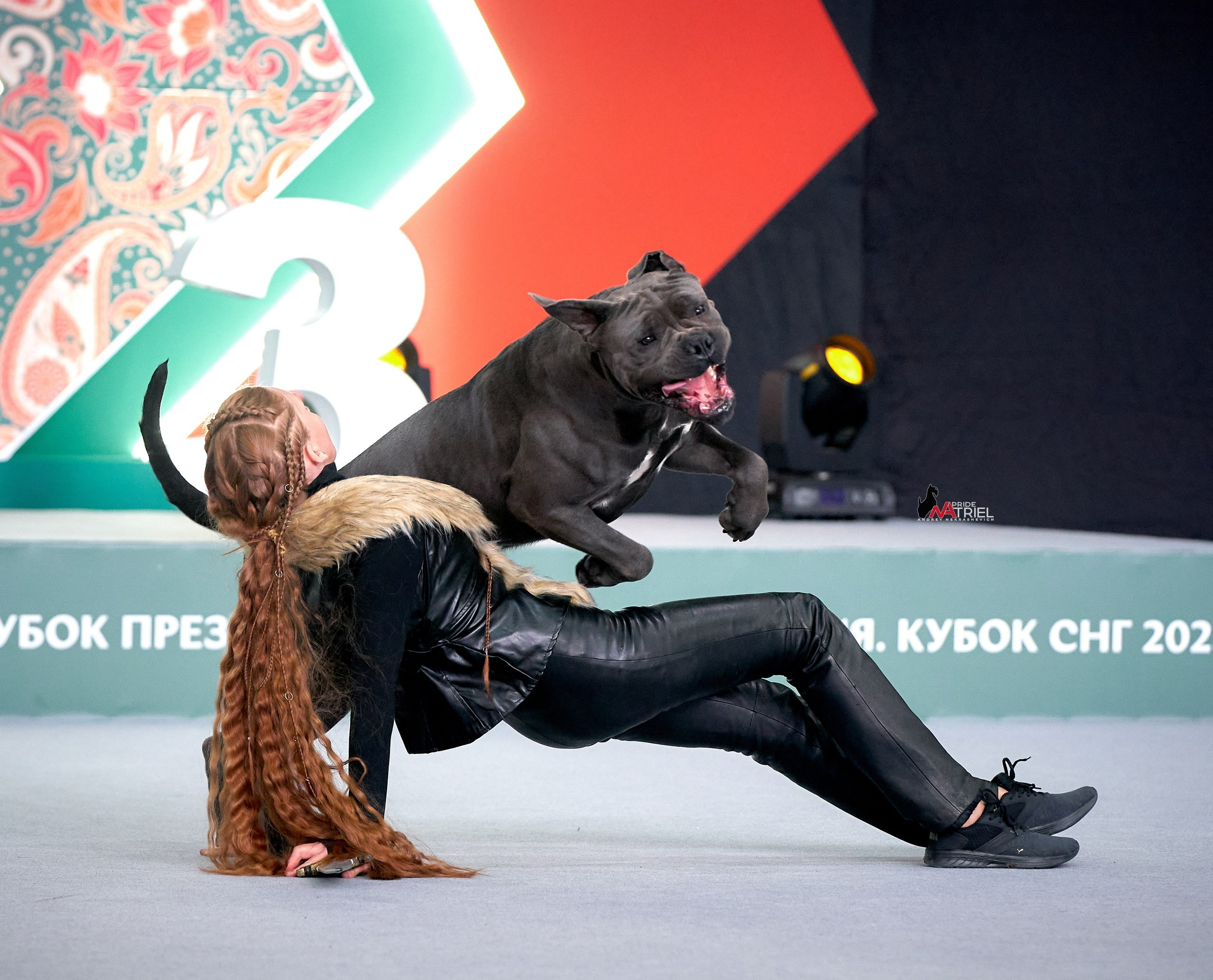 Обидиенс и танцы с собаками — галерея NATRIEL