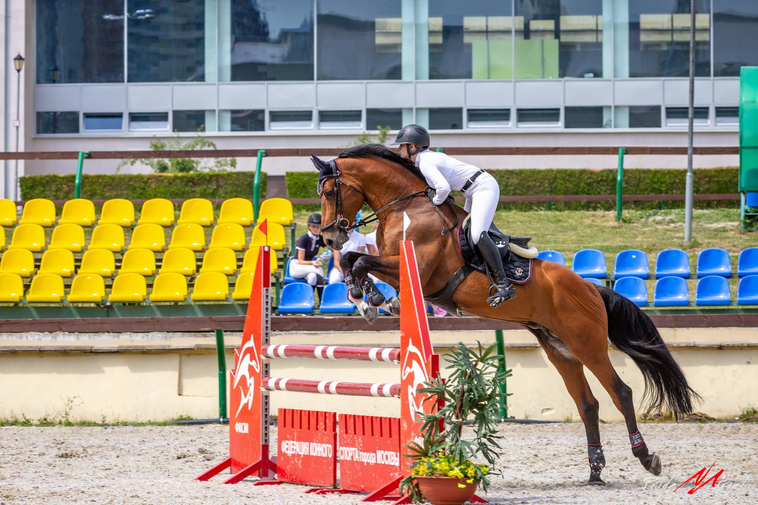 Соревнования на лошадях — галерея NATRIEL