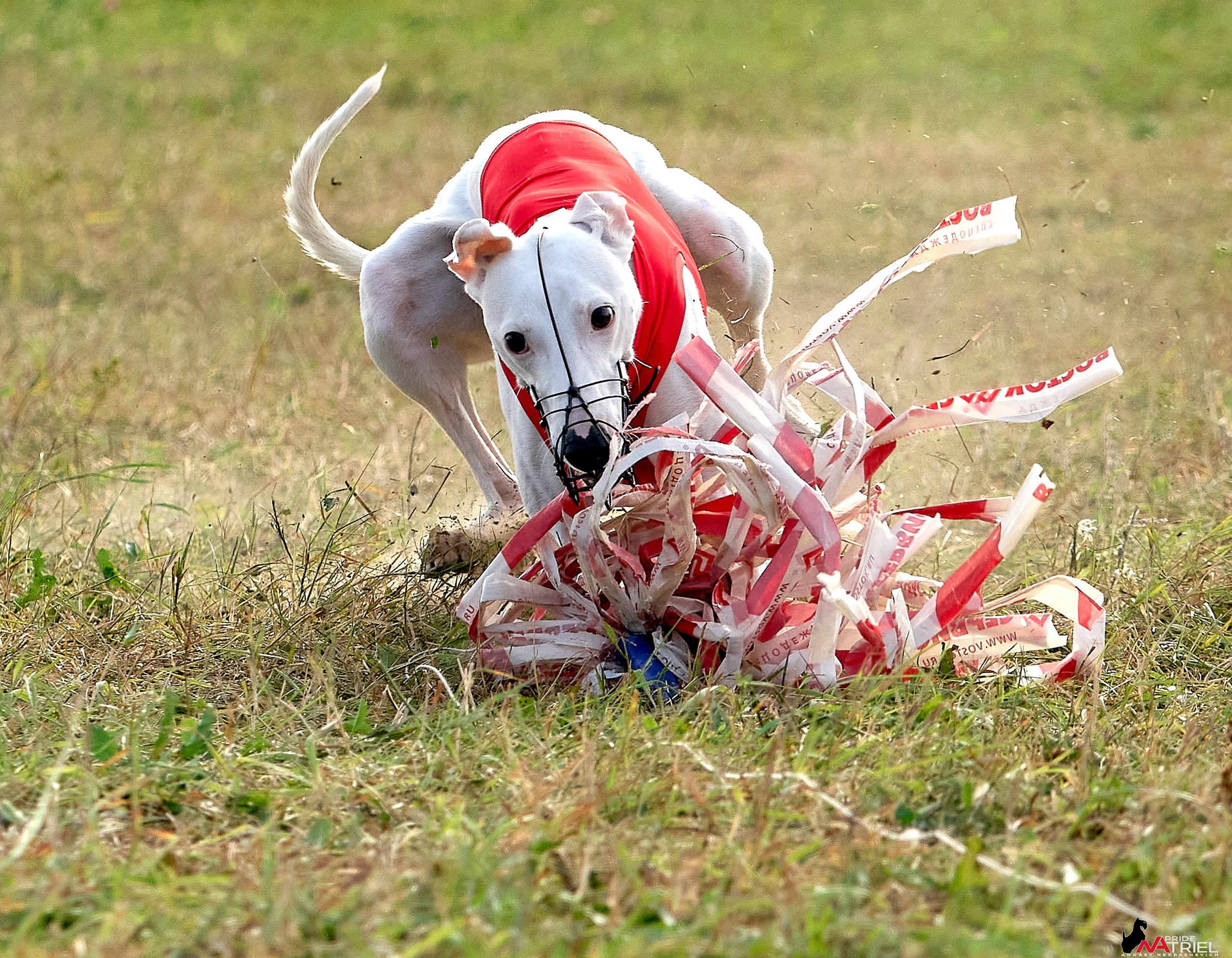 Съемка курсинг — галерея NATRIEL