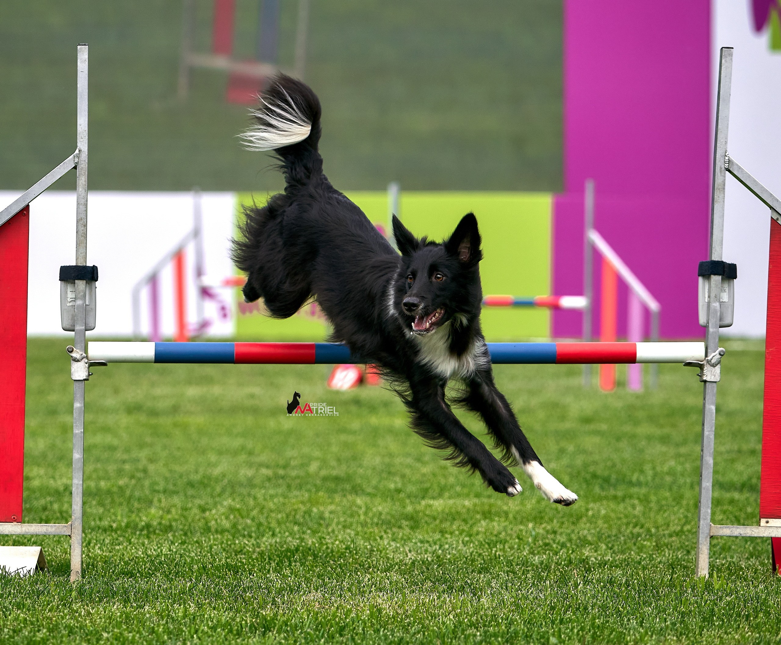 Аджилити — галерея NATRIEL