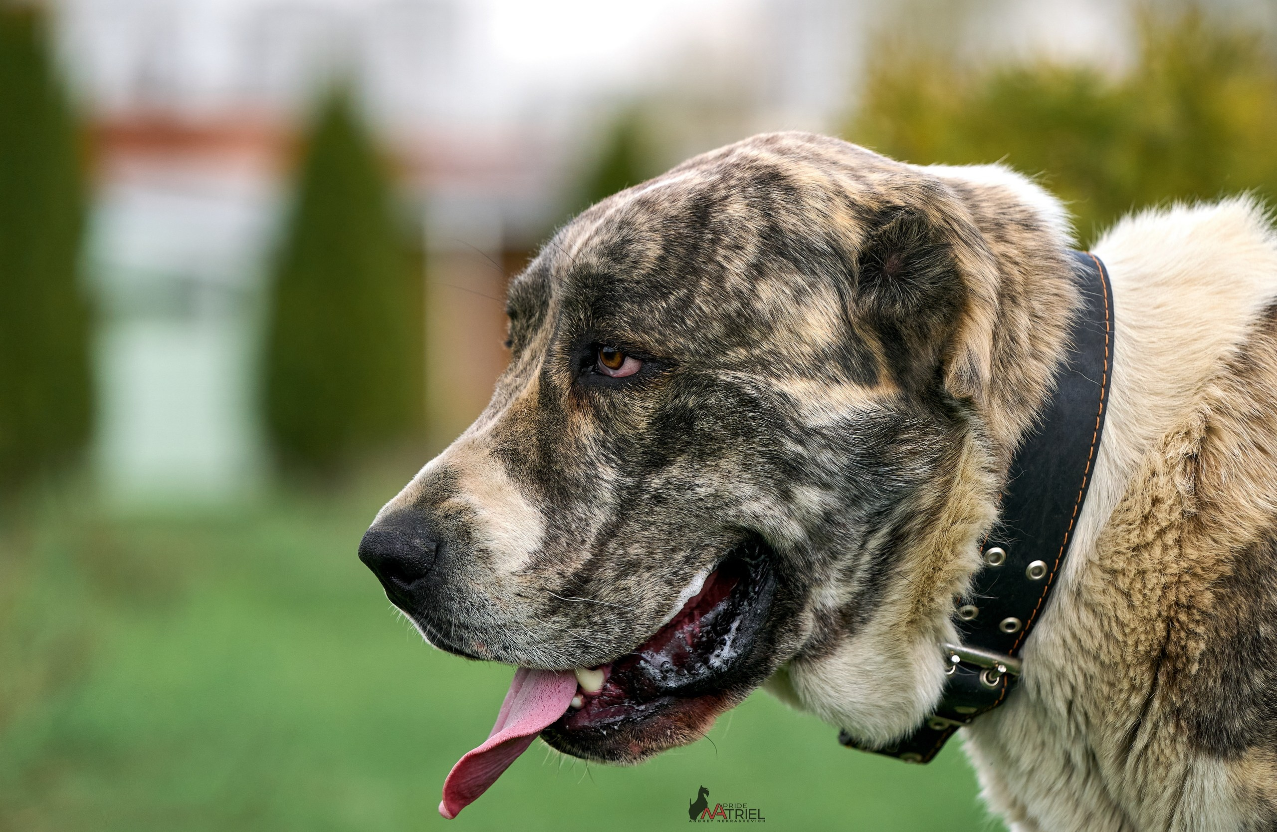 Среднеазиаты — щенки и взрослые