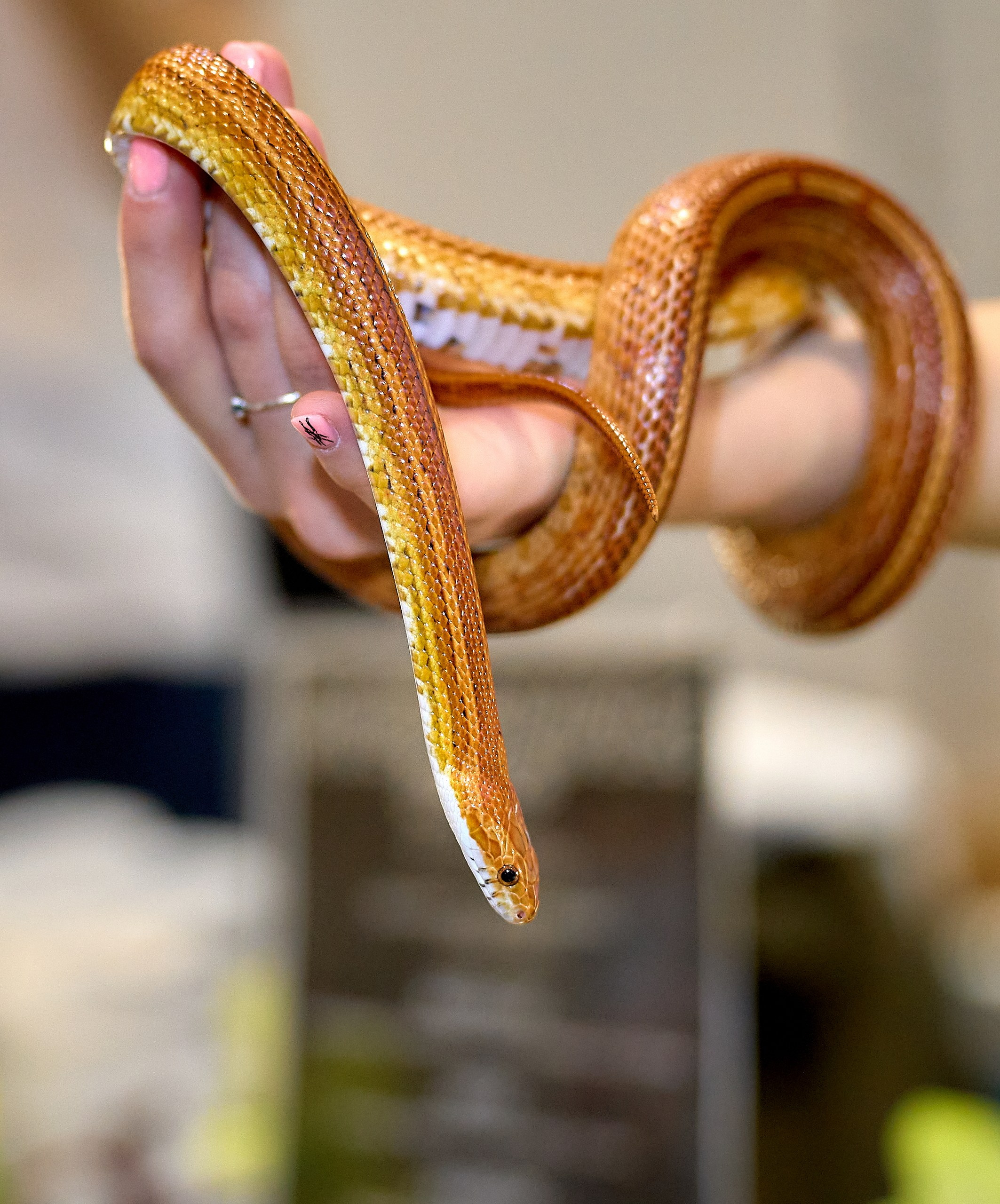 Рептилии — галерея NATRIEL