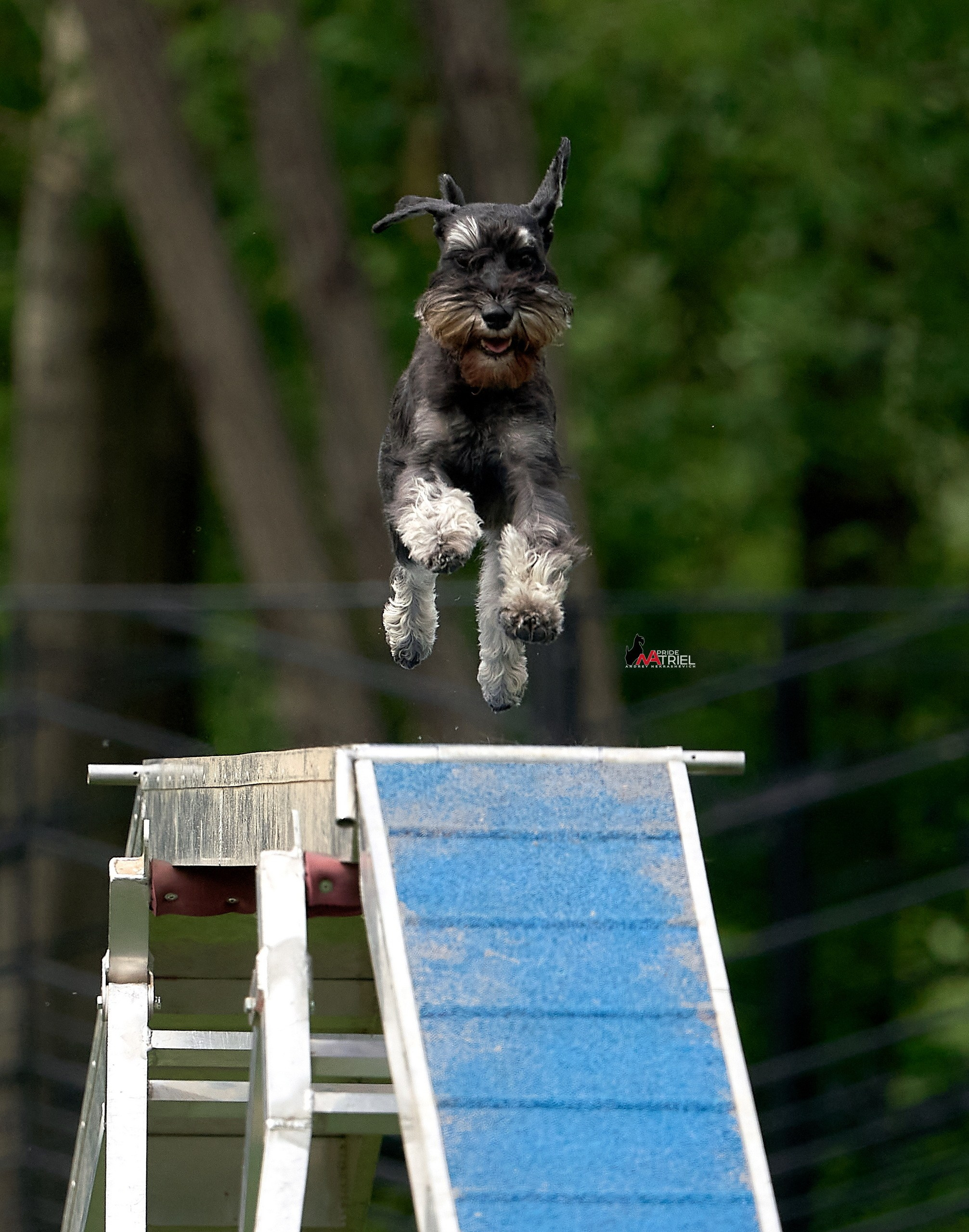 Аджилити — галерея NATRIEL