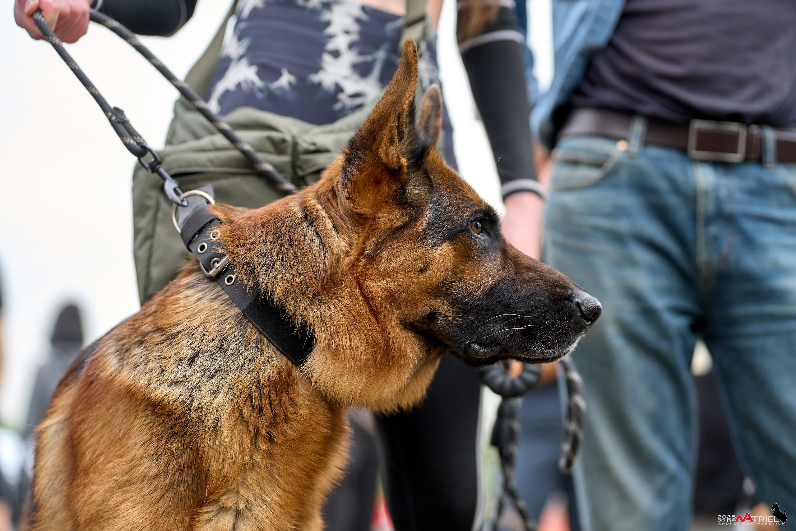 Russian Extreme Dog Trail — 2025