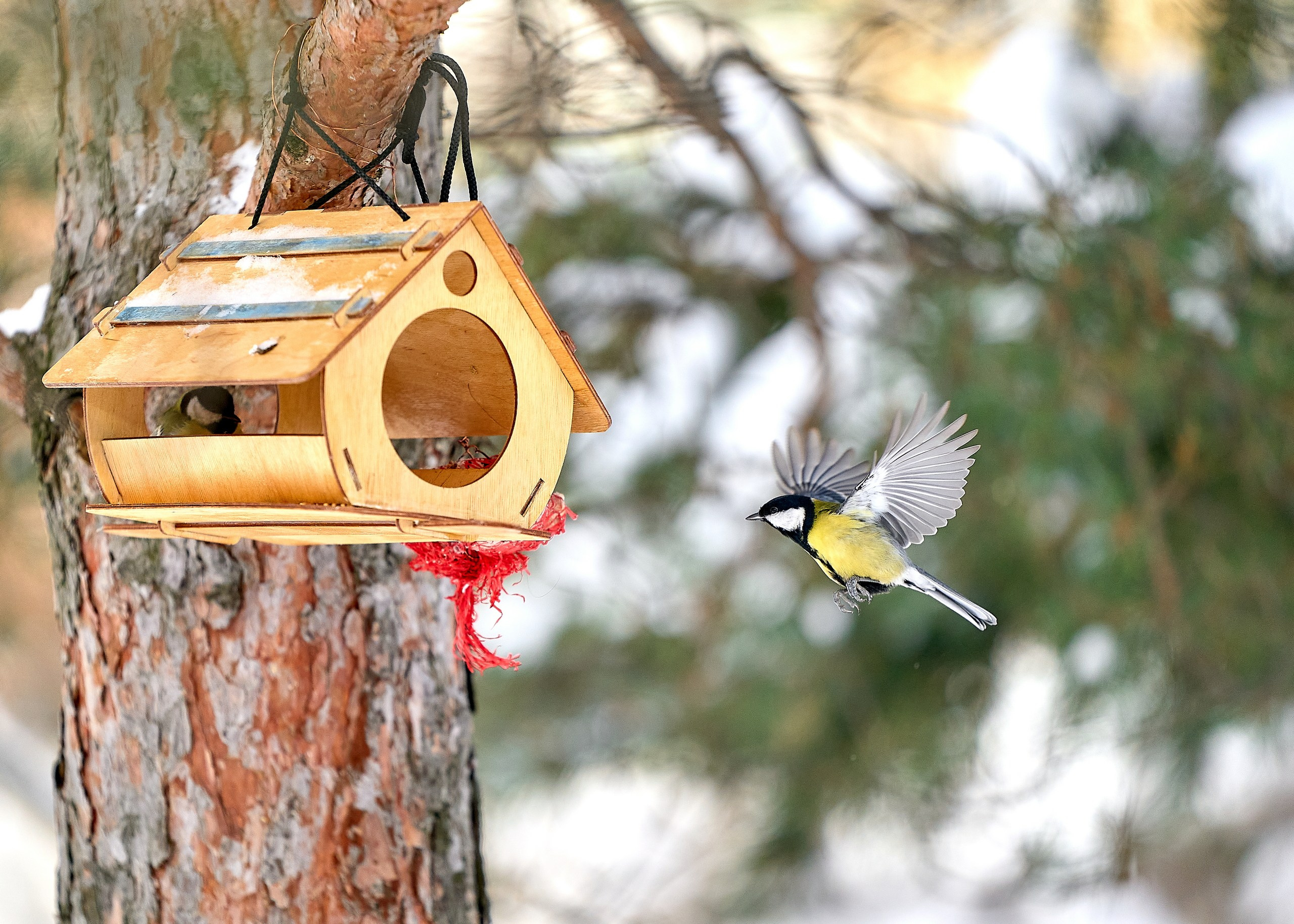 Фото птиц — галерея NATRIEL