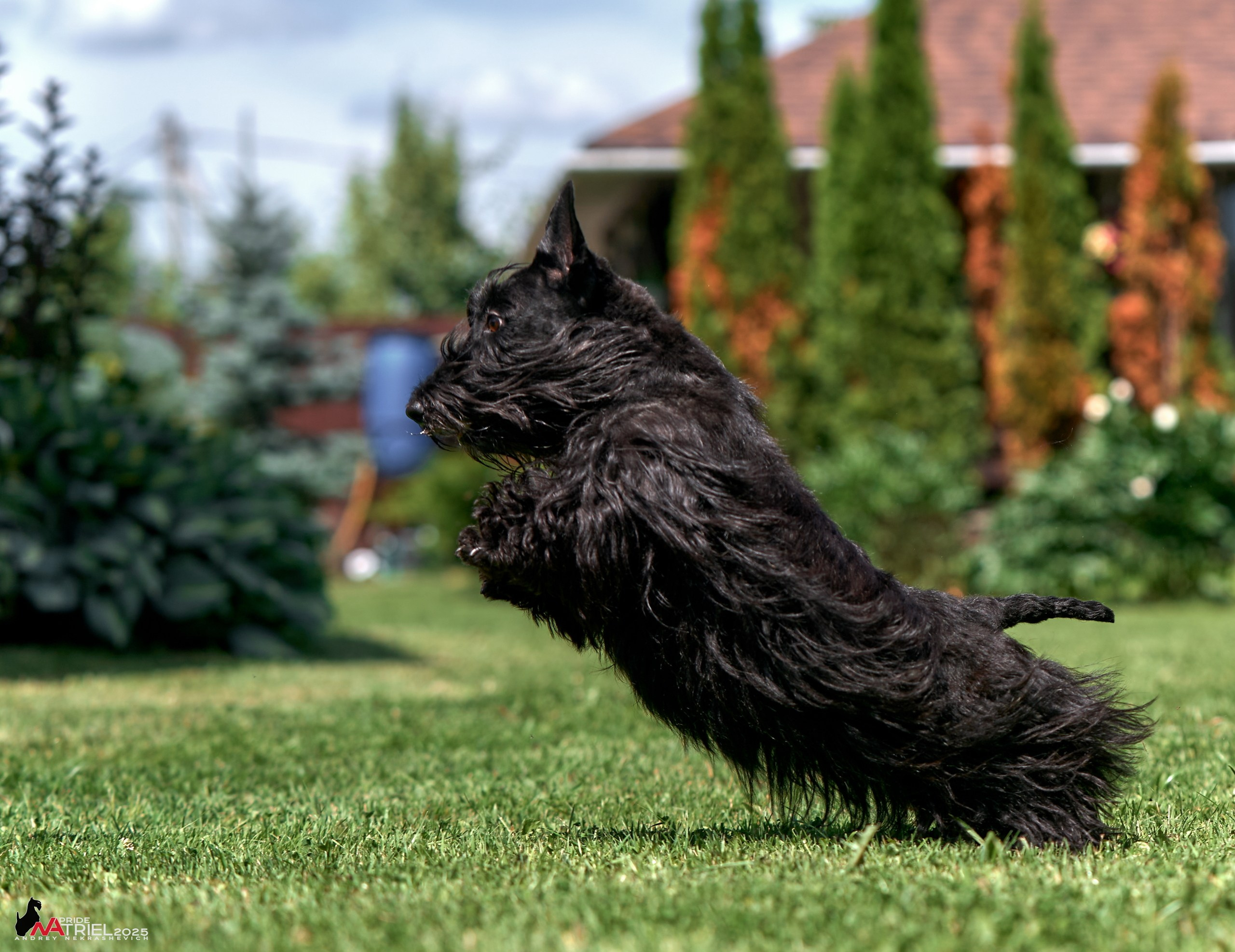 Алабаи и скотч-терьеры в питомнике у Ольги
