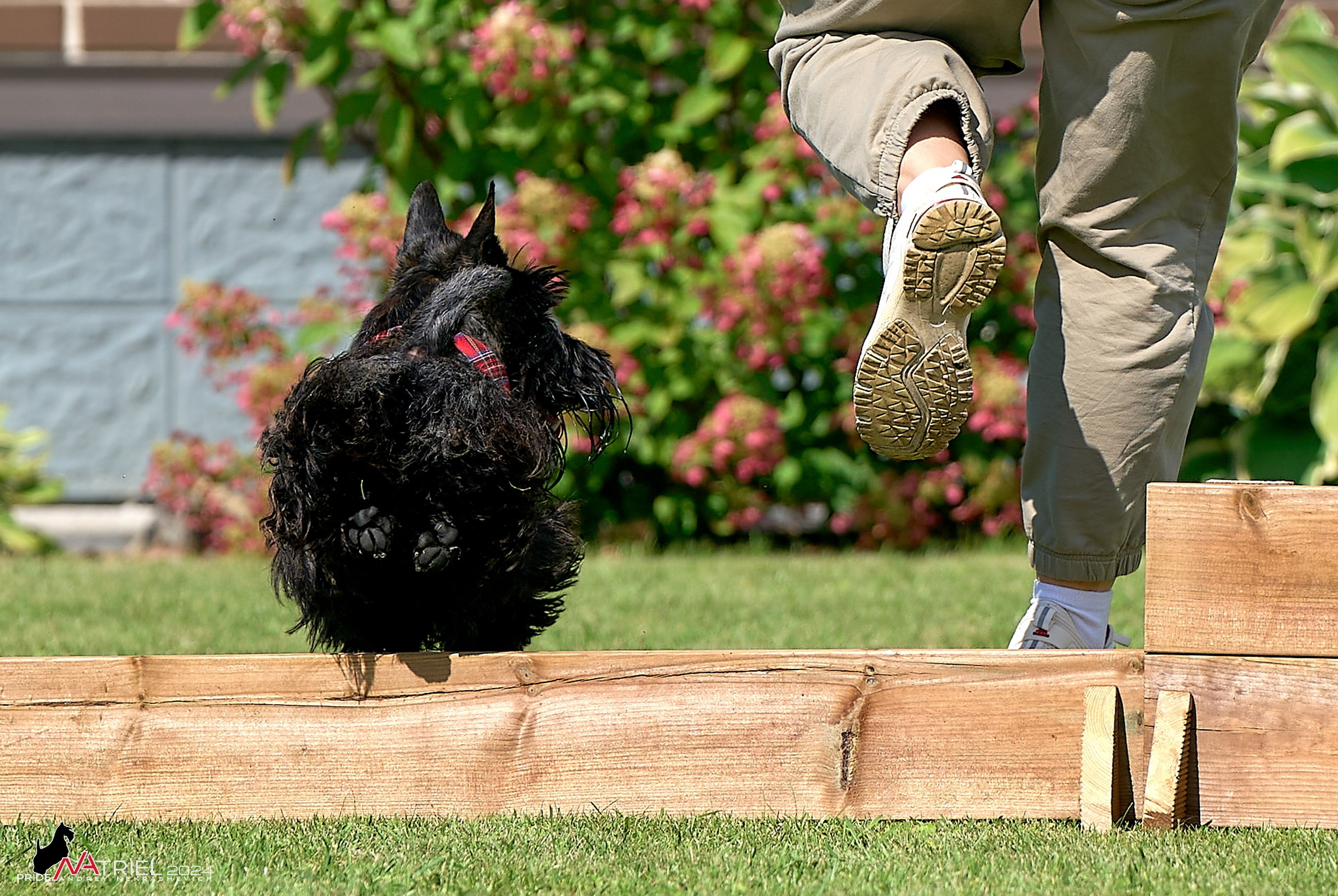 Скотчесемья «ИмпериалИти»