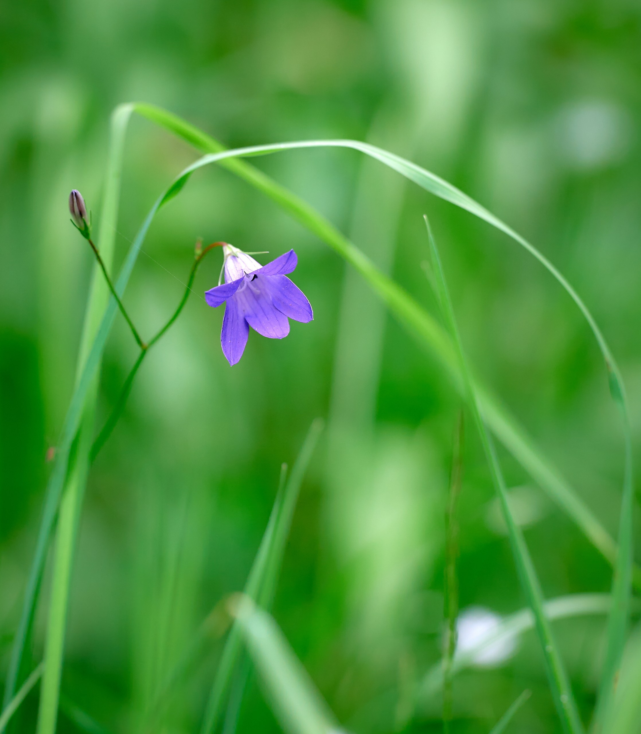 Лютики-цветочки — галерея NATRIEL