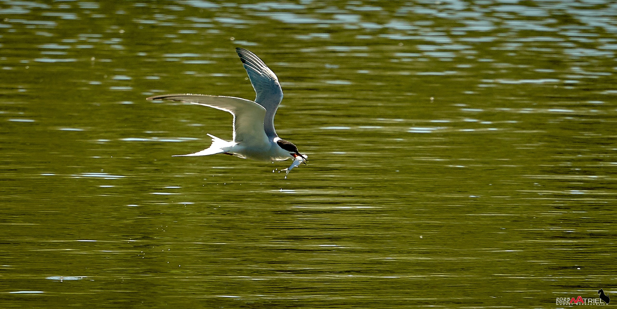 Птички и цветочки