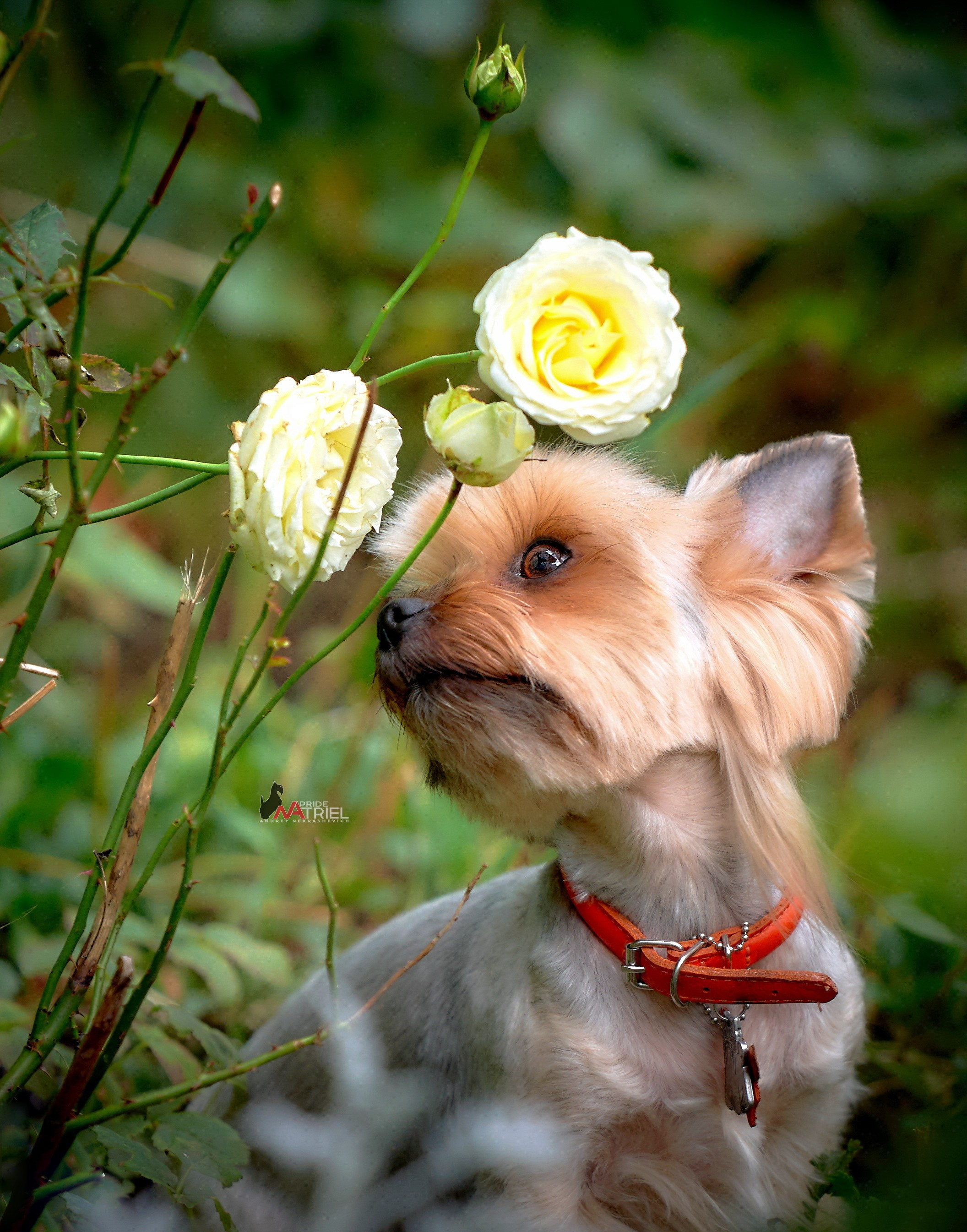 Йоркширский терьер Циля