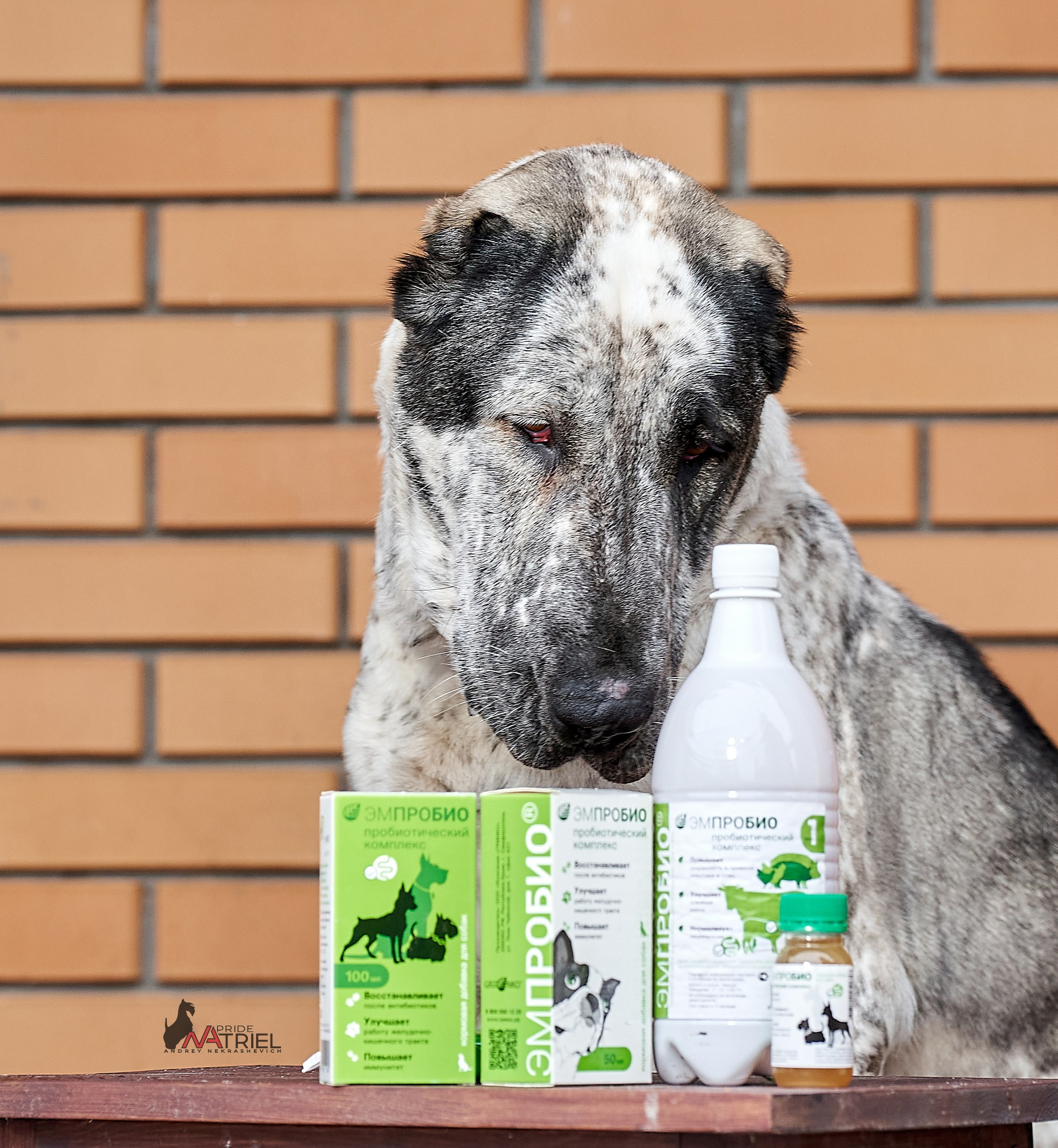 Реклама с животными — галерея NATRIEL