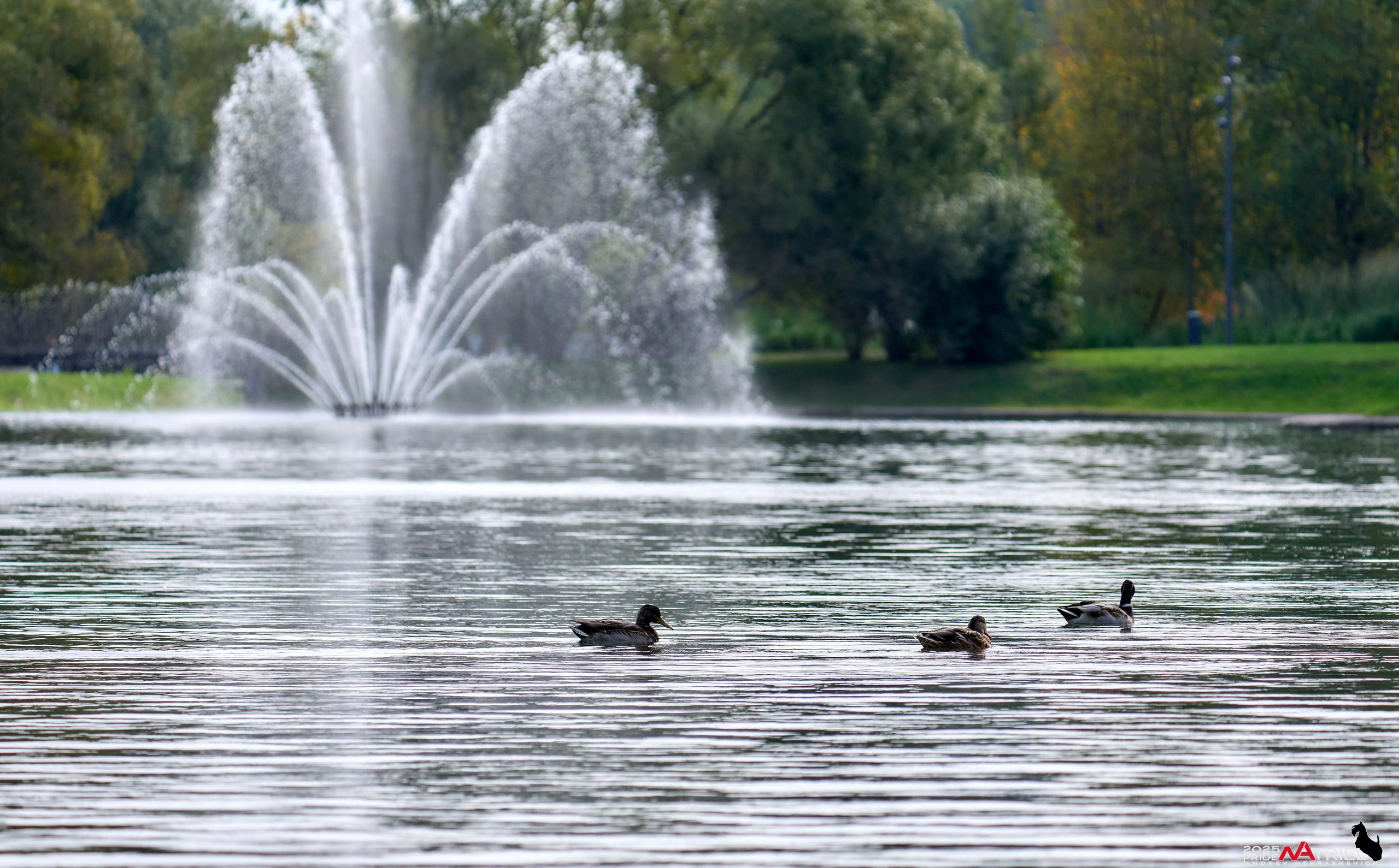 Съемка с объективом Sony 200-600 на камеру Sony A1m2