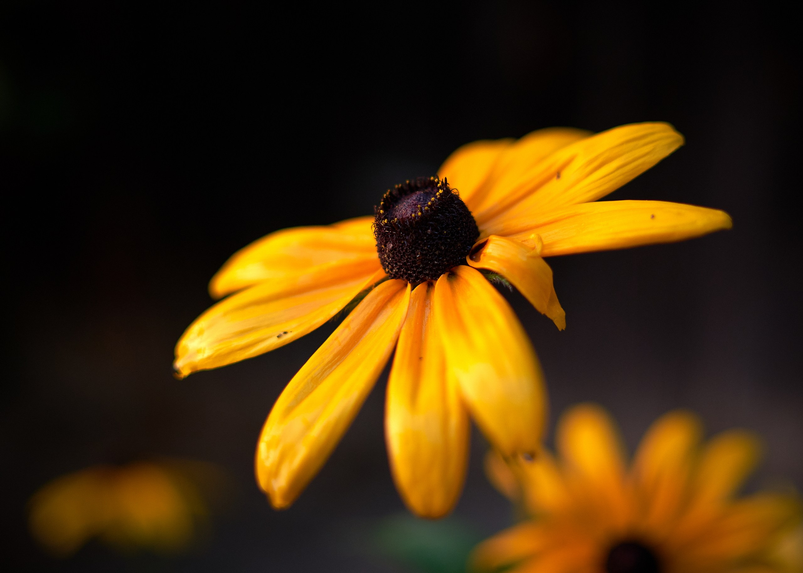 Лютики-цветочки — галерея NATRIEL